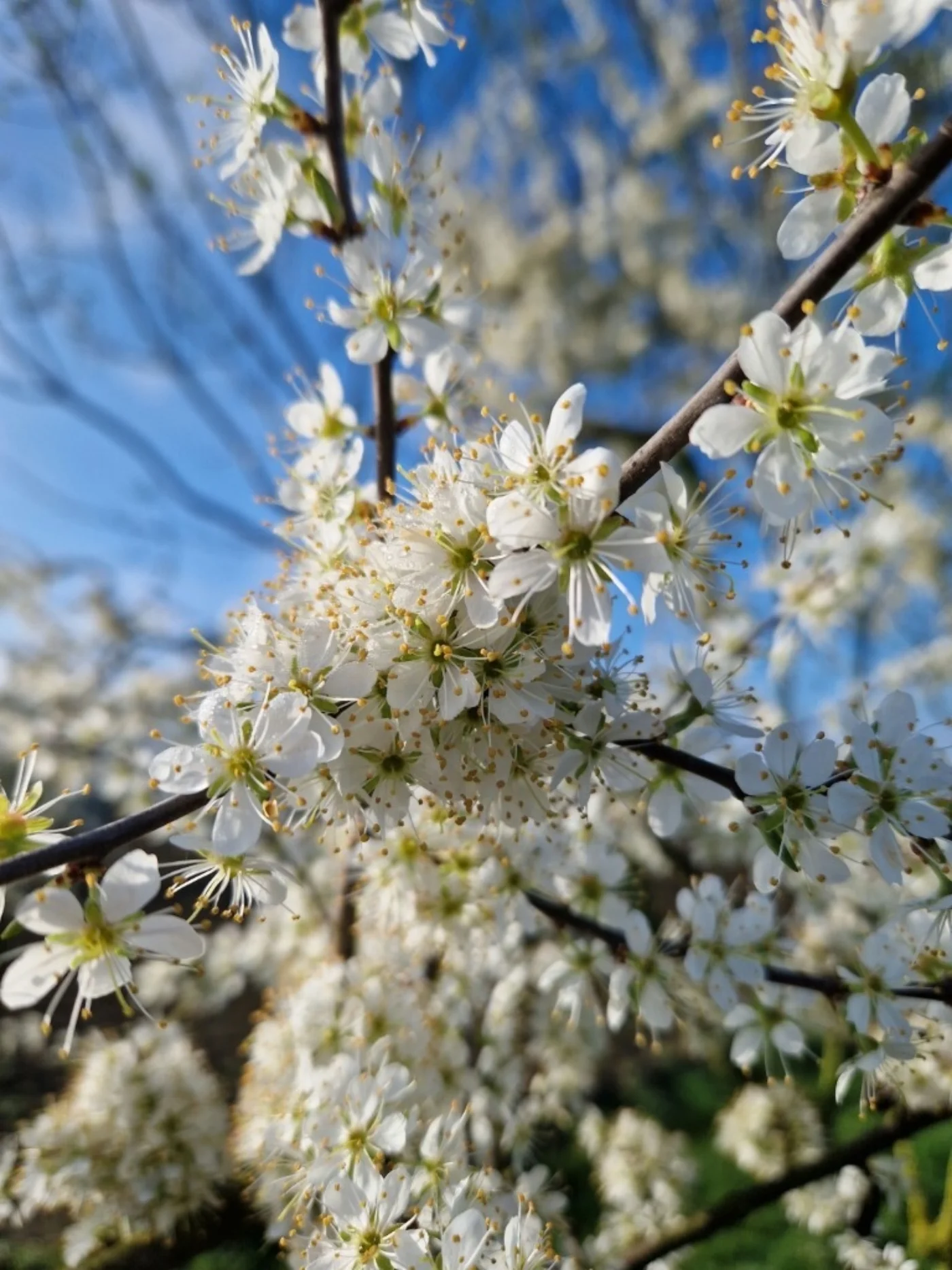 Prunus spinosa Meerstammige Bomen Boomkwekerij Joos Waregem 3