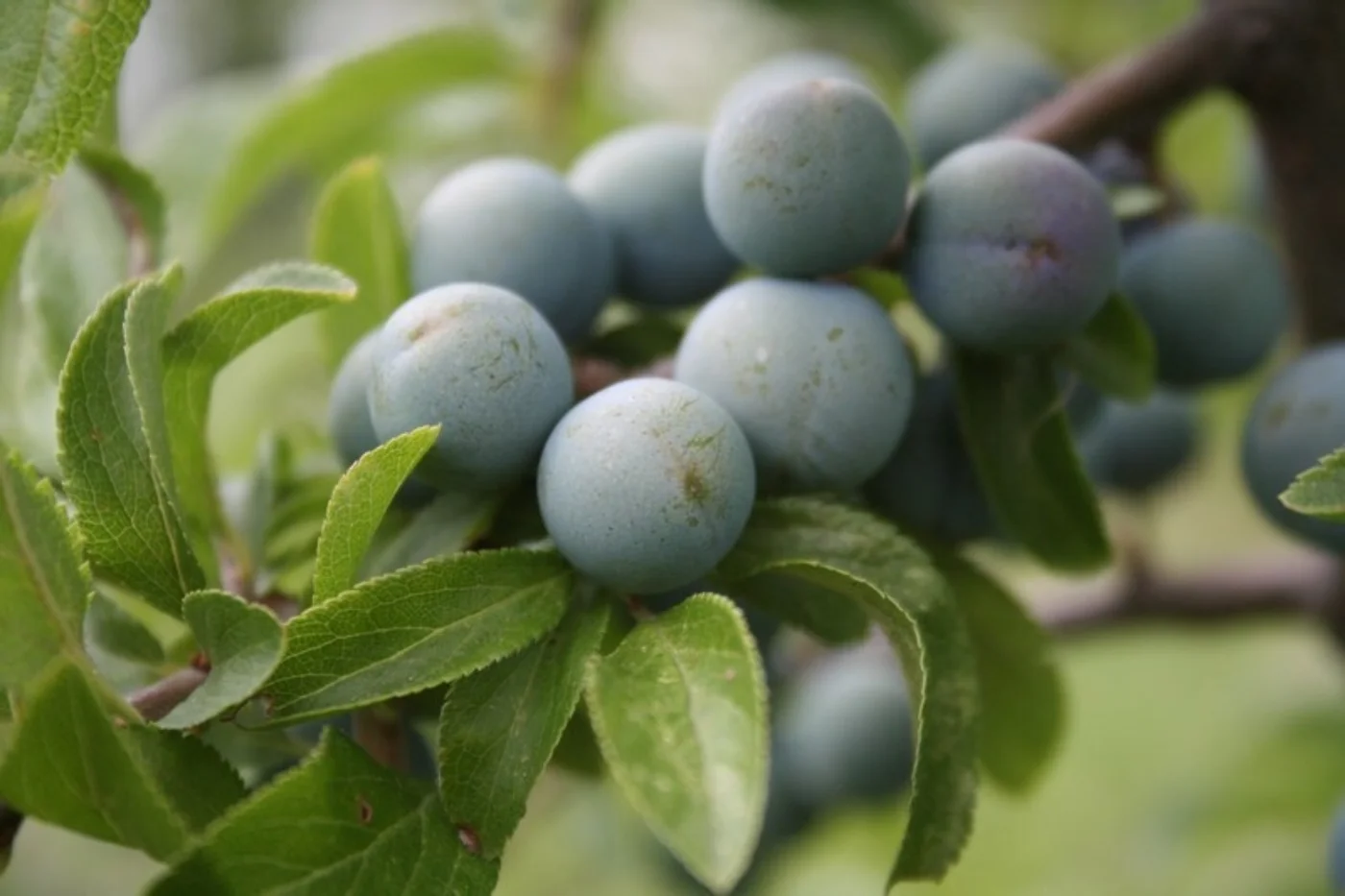 Prunus spinosa Meerstammige Bomen Boomkwekerij Joos Waregem 4