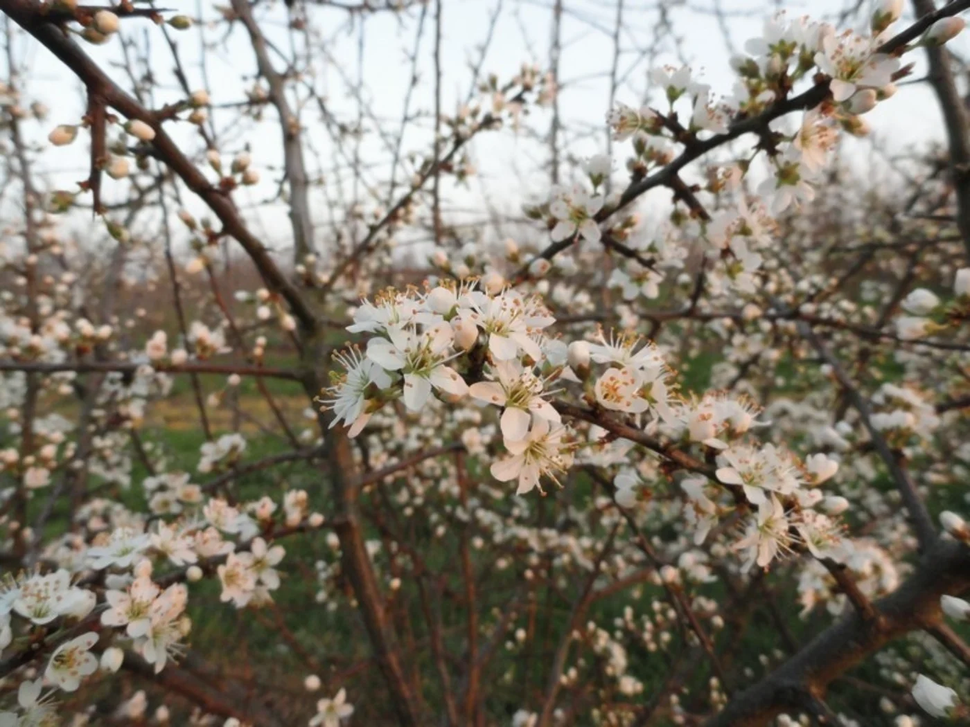Prunus spinosa Meerstammige Bomen Boomkwekerij Joos Waregem 5
