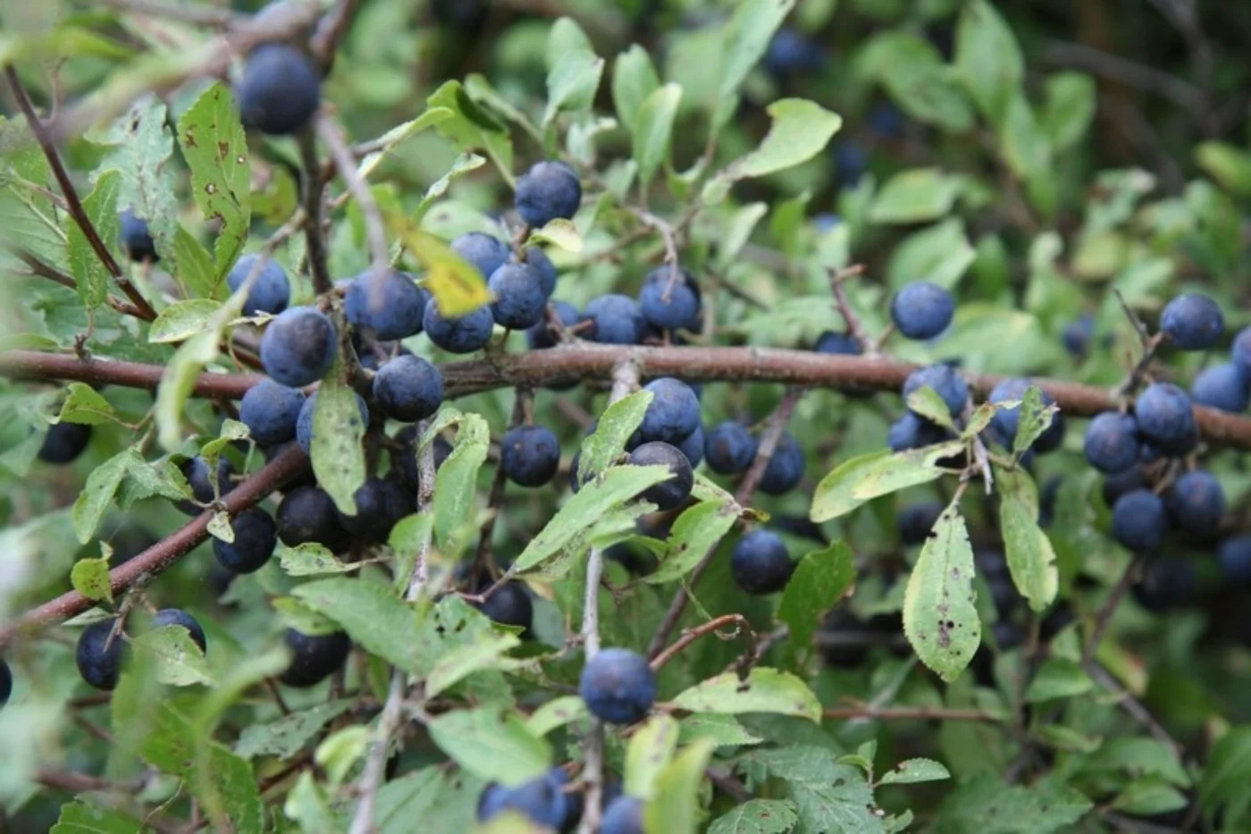 Prunus spinosa Meerstammige Bomen Boomkwekerij Joos Waregem 6