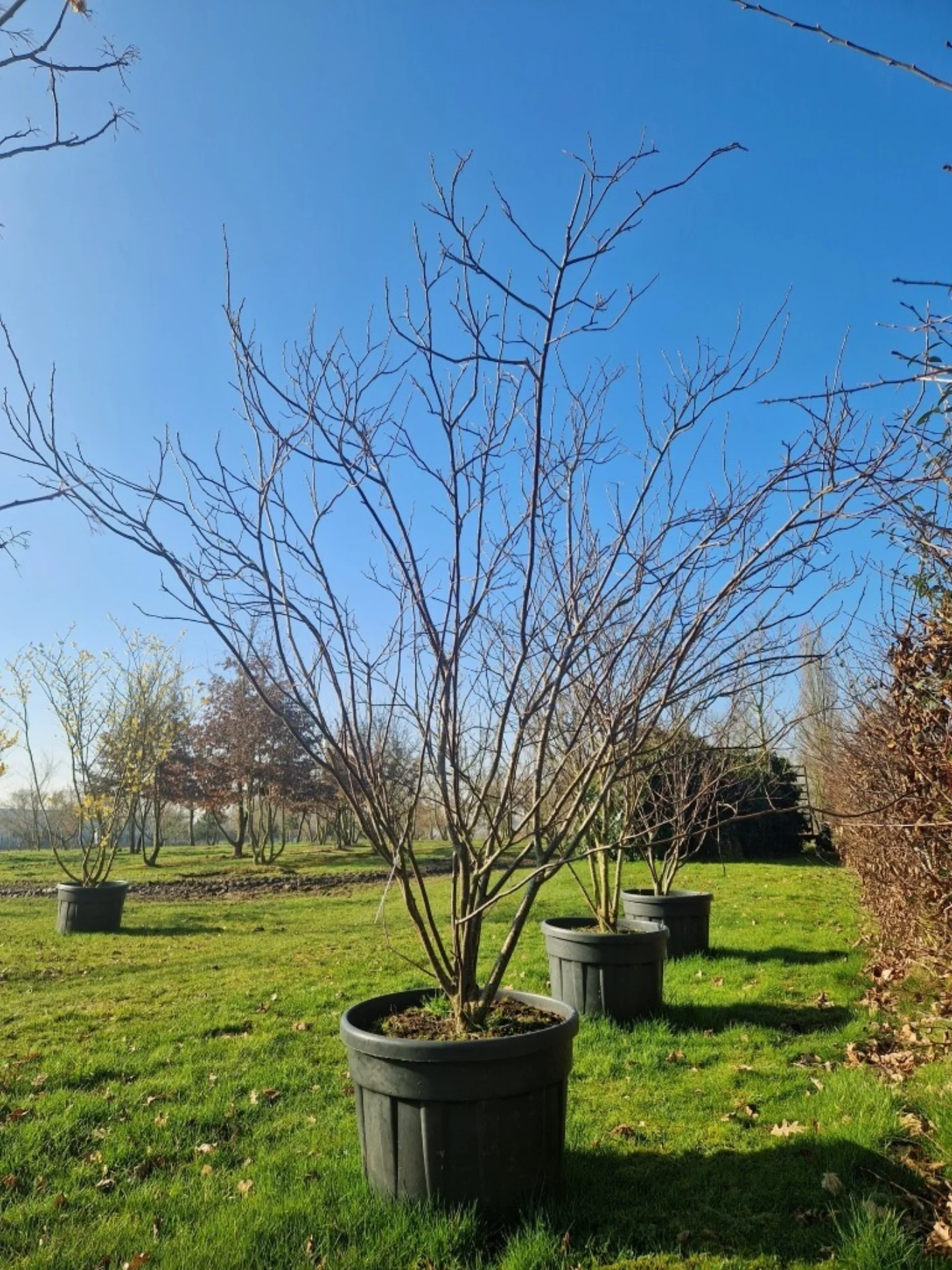 Ptelea trifoliata Meerstammige Bomen Boomkwekerij Joos Waregem 1