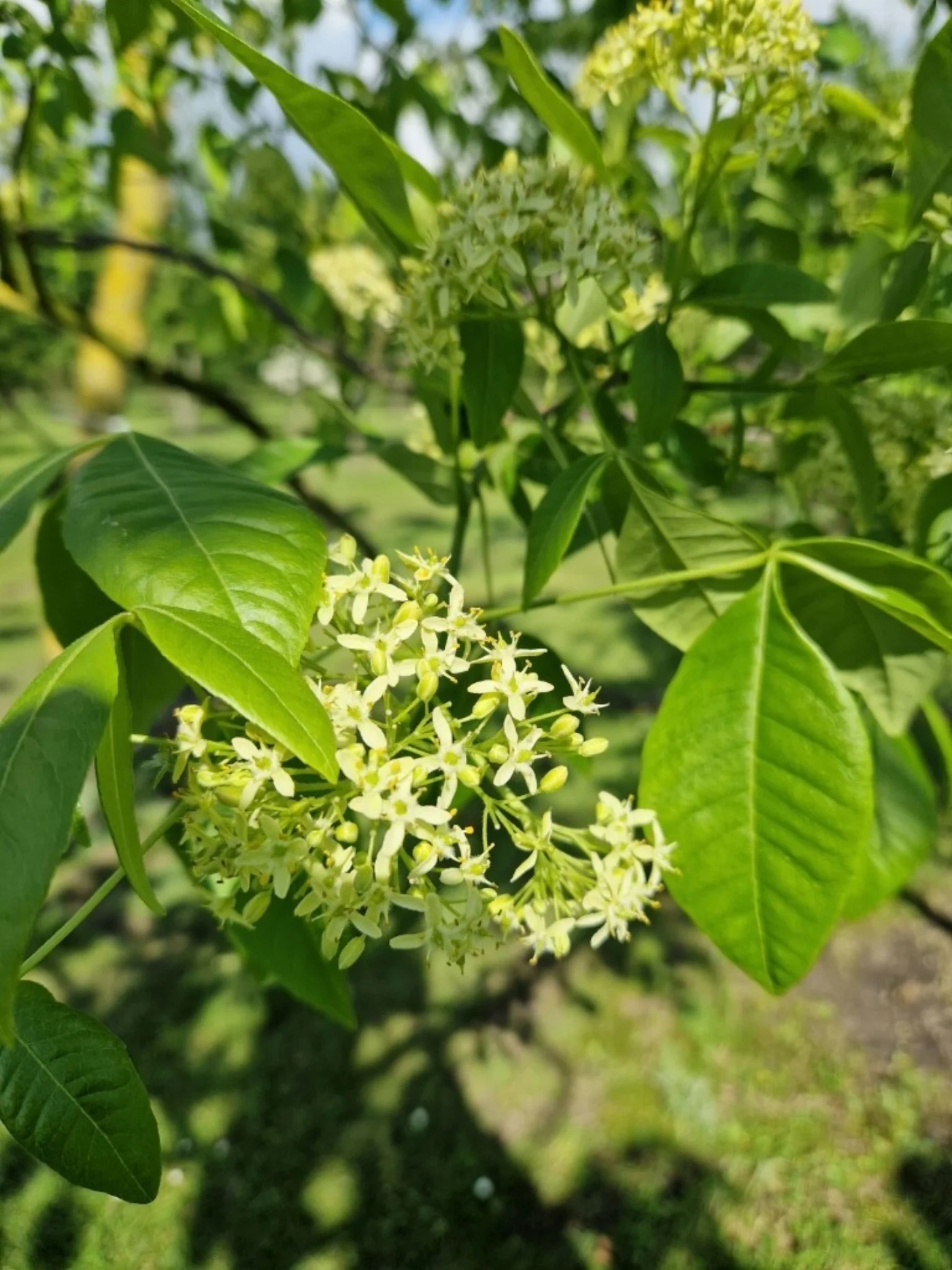 Ptelea trifoliata Meerstammige Bomen Boomkwekerij Joos Waregem 2