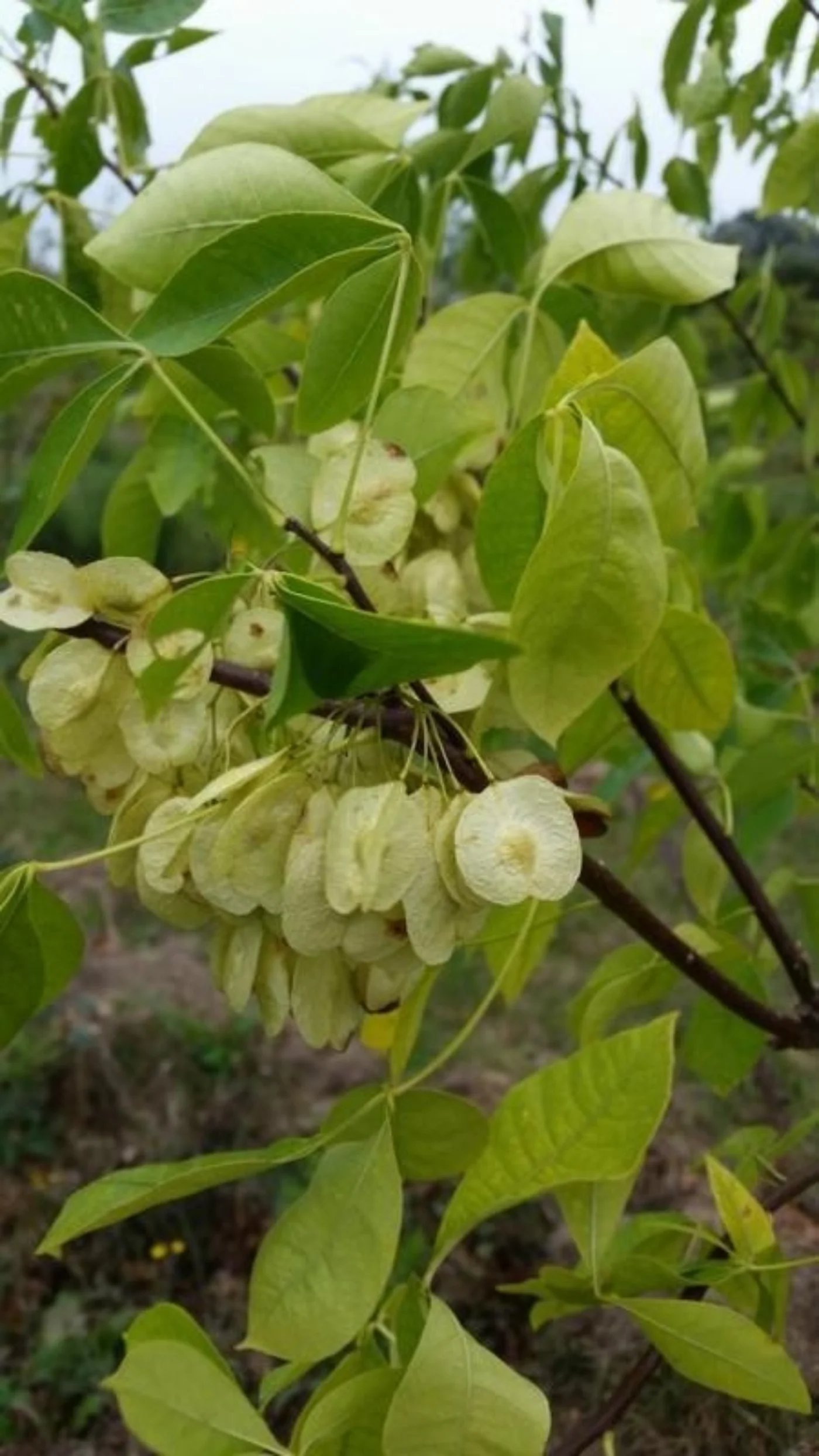 Ptelea trifoliata Meerstammige Bomen Boomkwekerij Joos Waregem 3