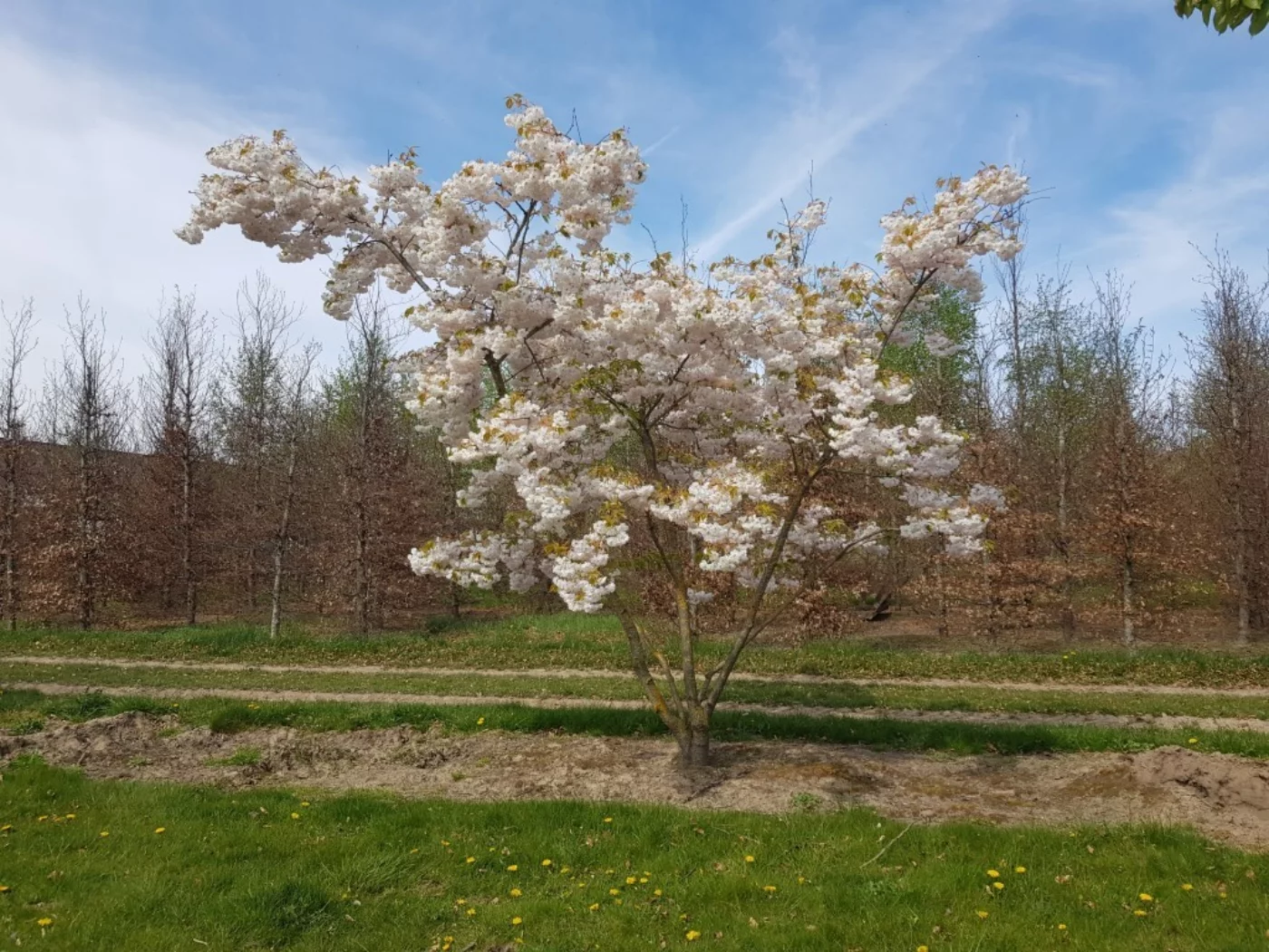 Prunus serrula fugenzo Meerstammige Bomen Boomkwekerij Joos Waregem 1