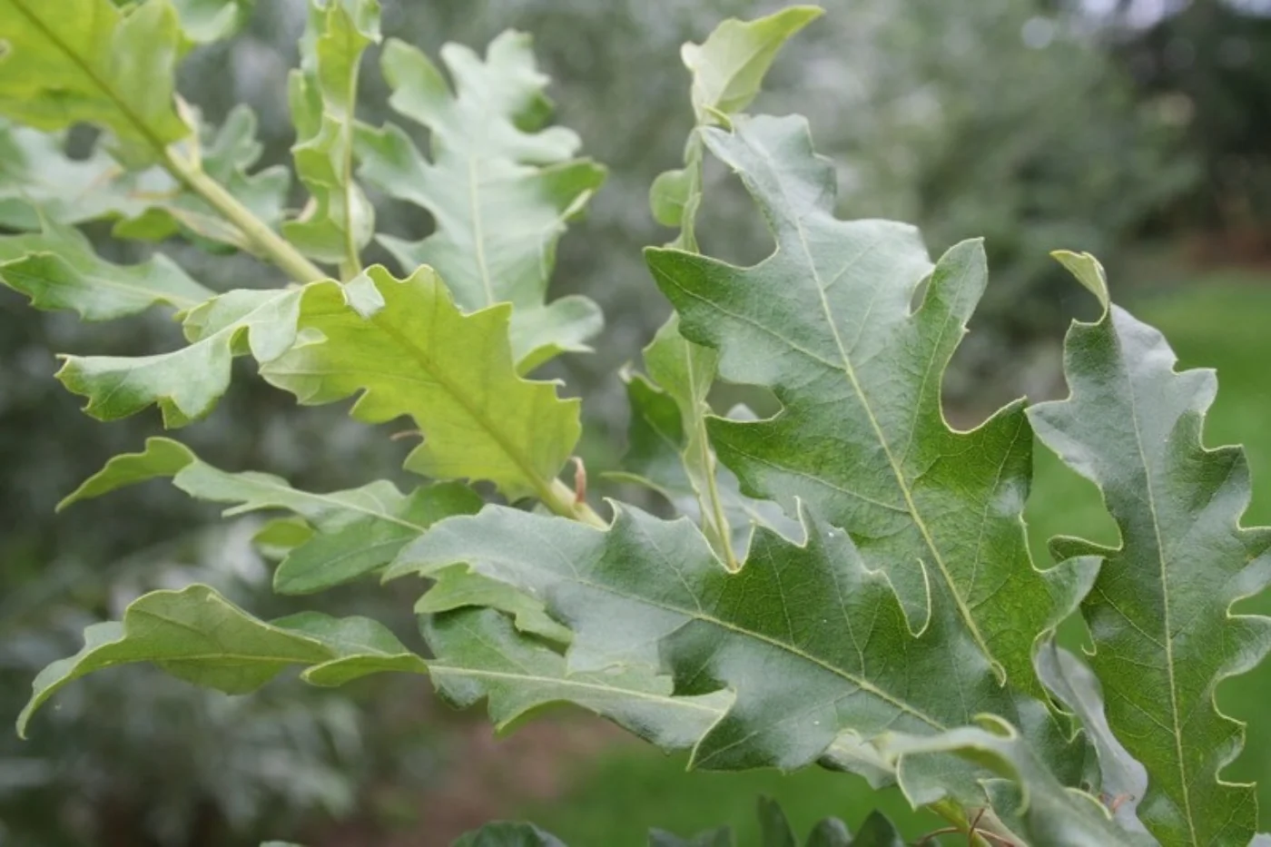 Quercus cerris Meerstammige Bomen Boomkwekerij Joos Waregem 1