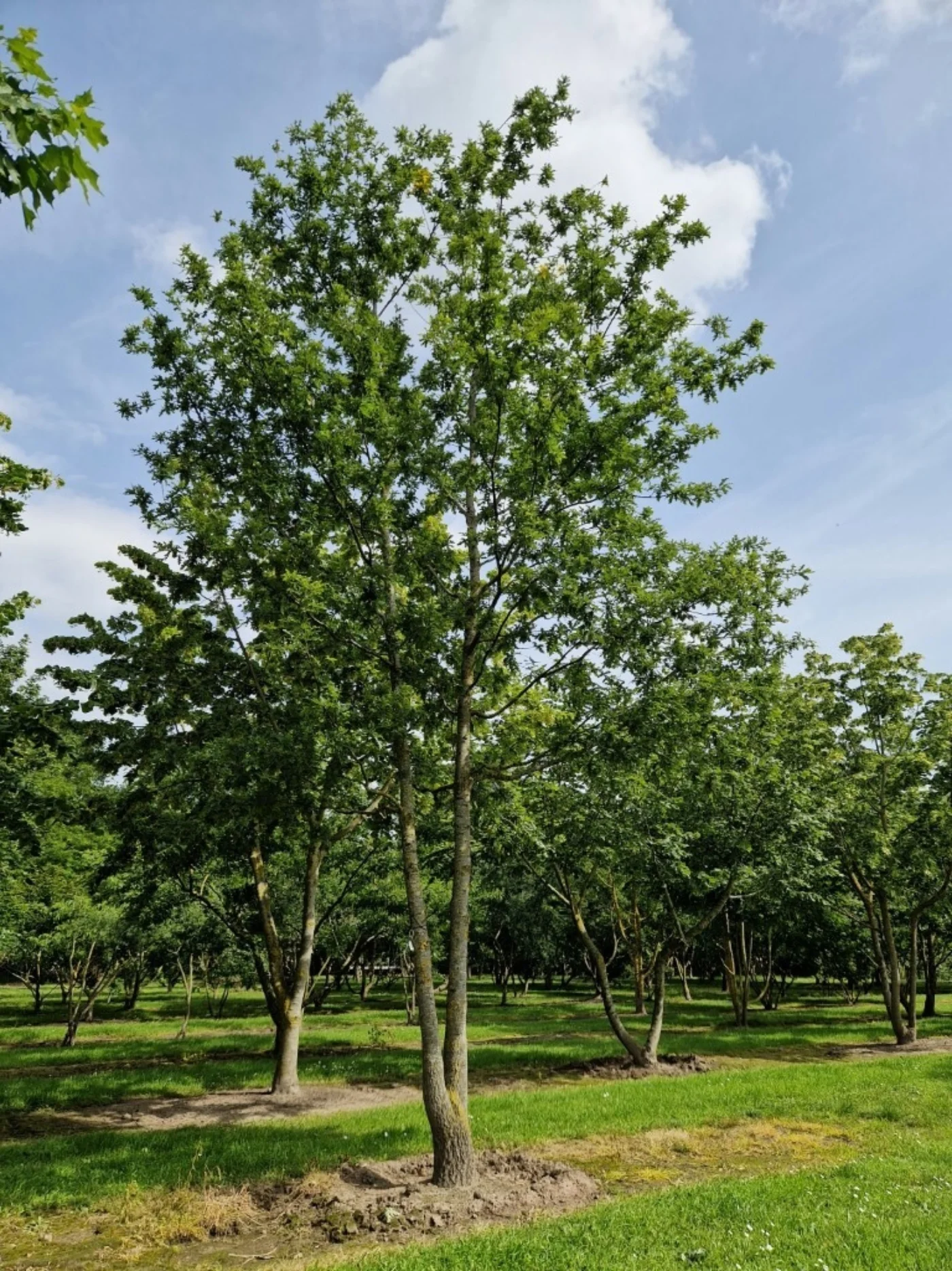 Quercus cerris Meerstammige Bomen Boomkwekerij Joos Waregem 2
