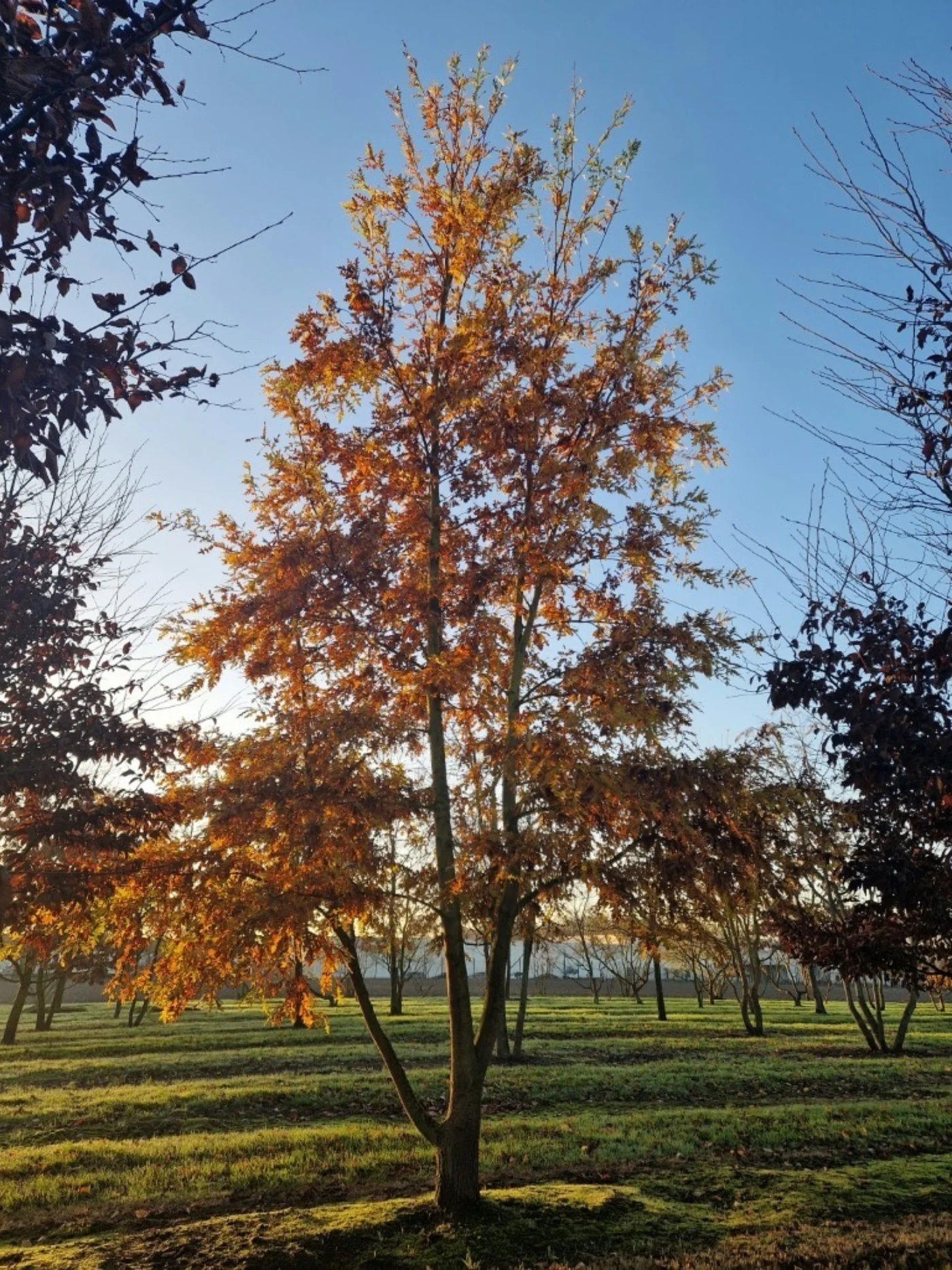 Quercus cerris Meerstammige Bomen Boomkwekerij Joos Waregem 3