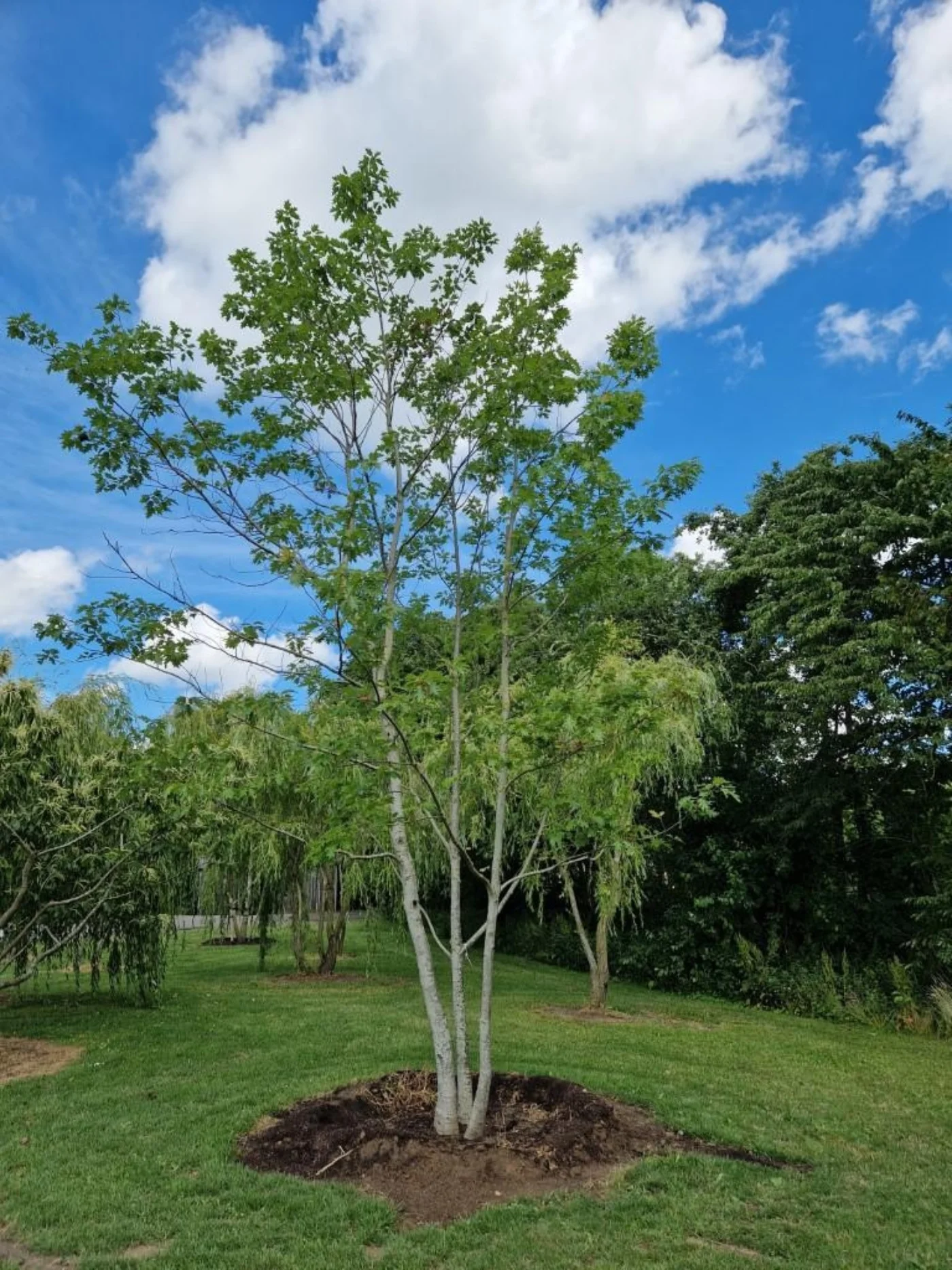 Quercus coccinea Meerstammige Bomen Boomkwekerij Joos Waregem 1