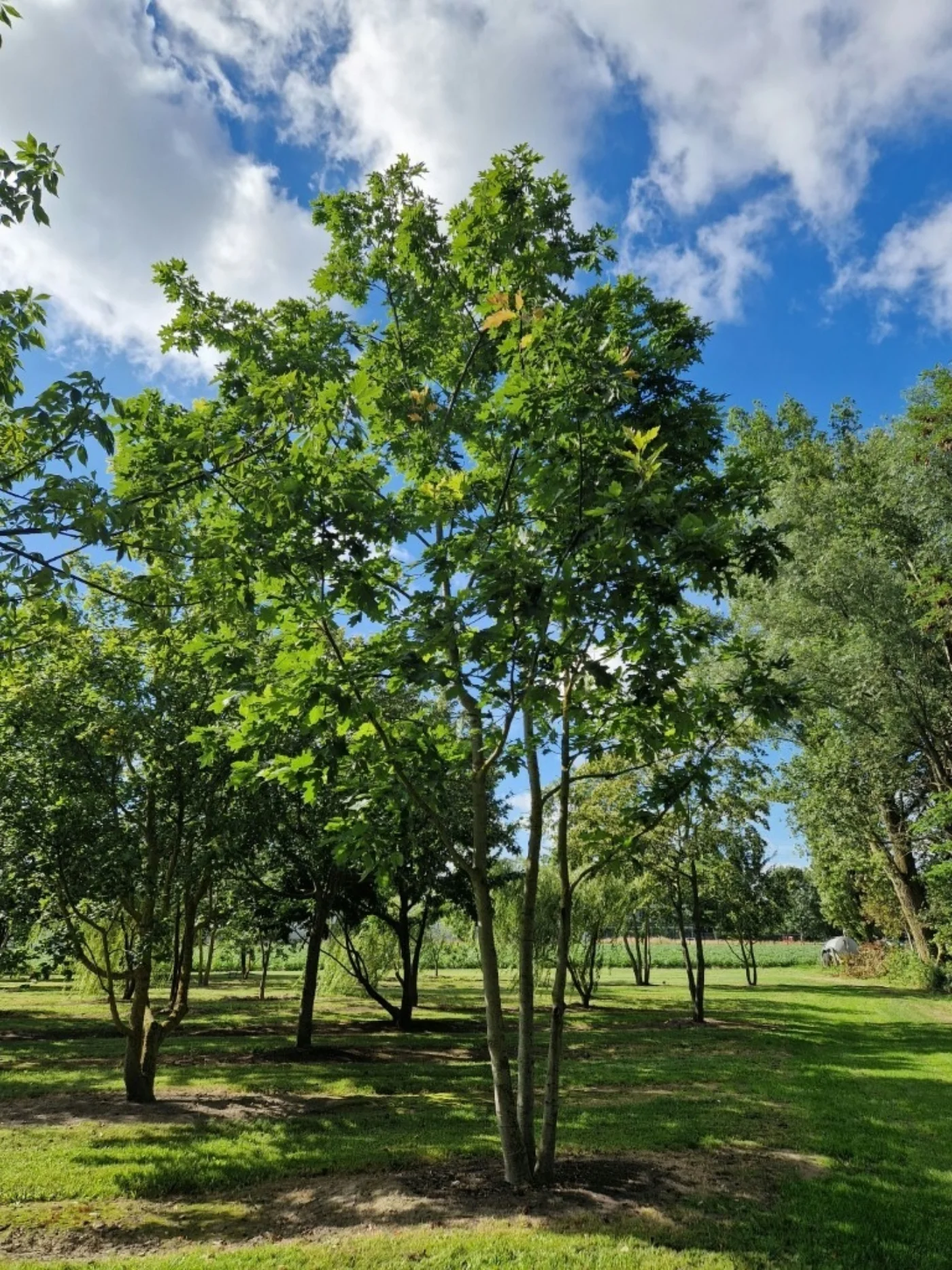 Quercus coccinea Meerstammige Bomen Boomkwekerij Joos Waregem 2