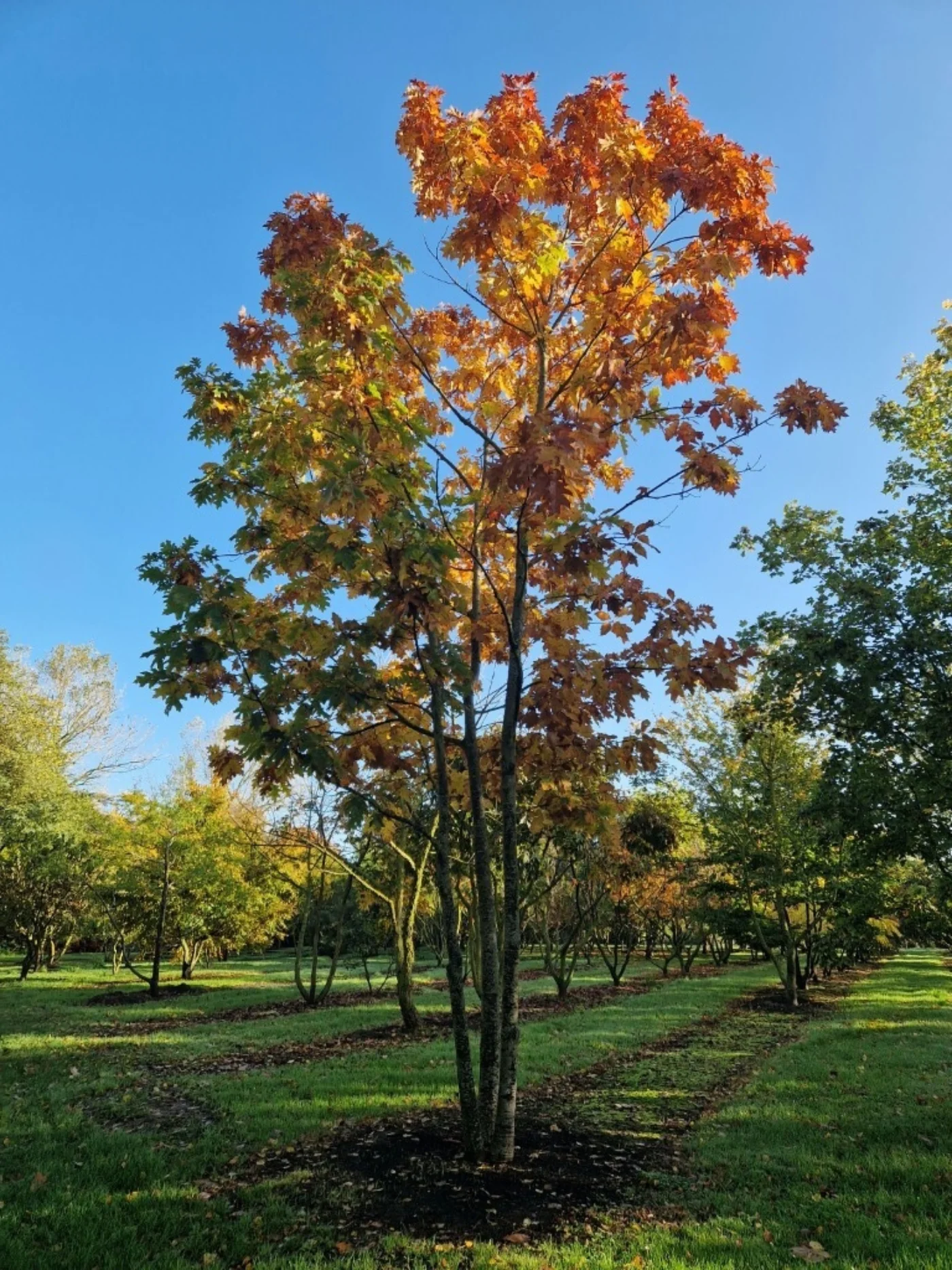 Quercus coccinea Meerstammige Bomen Boomkwekerij Joos Waregem 3