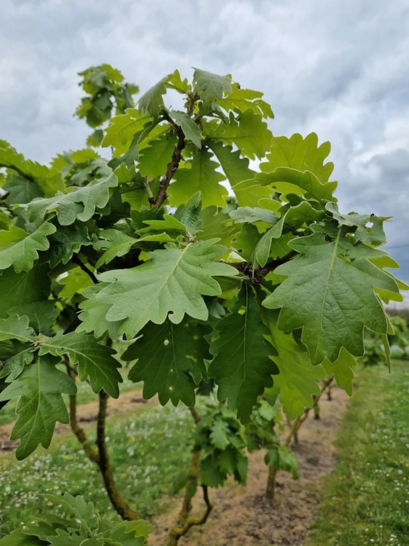 Quercus dentata Carl ferris miller Meerstammige Bomen Boomkwekerij Joos Waregem 1