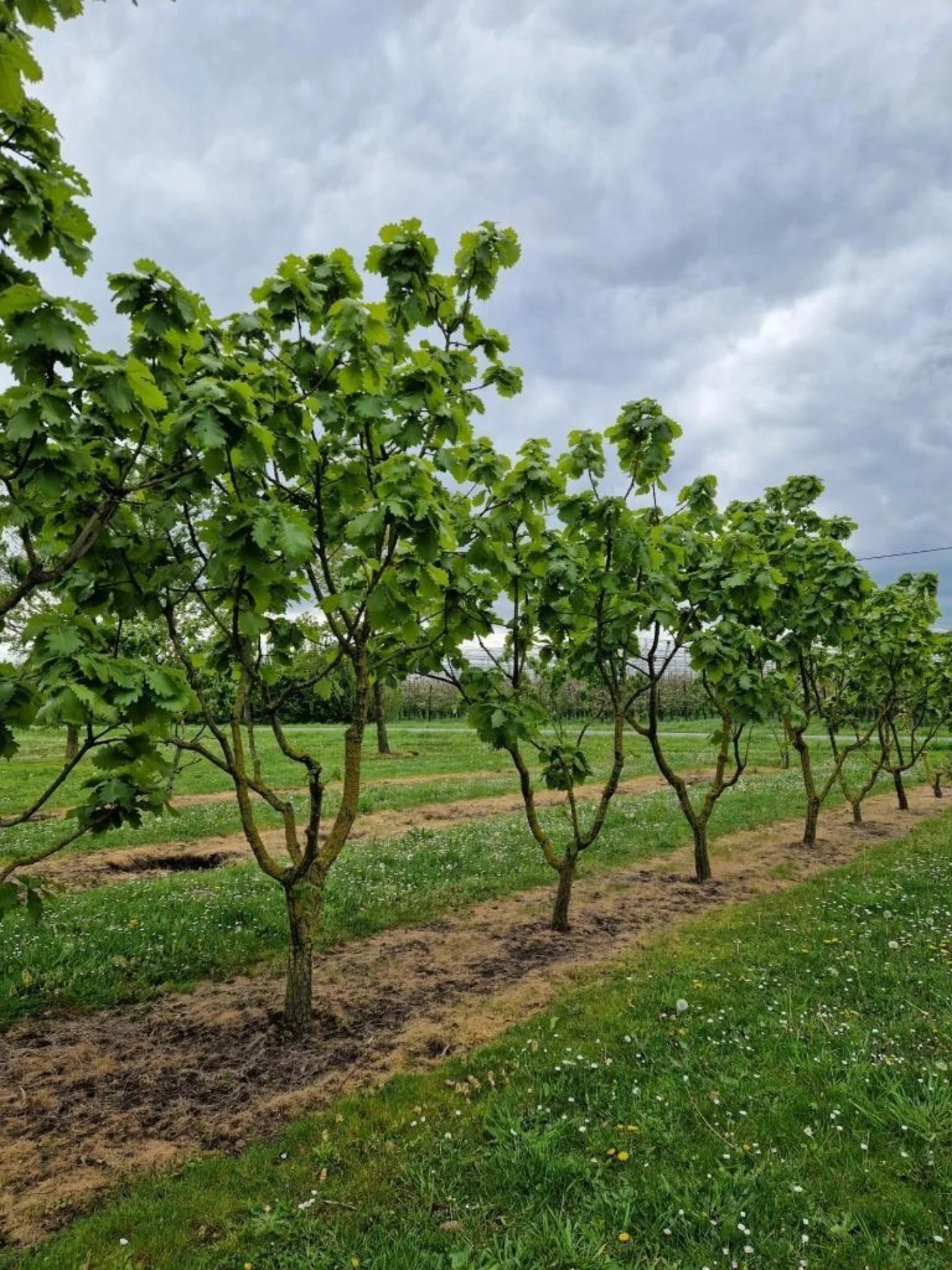 Quercus dentata Carl ferris miller Meerstammige Bomen Boomkwekerij Joos Waregem 2