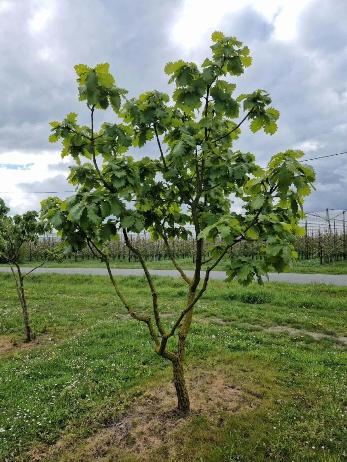 Quercus dentata Carl ferris miller Meerstammige Bomen Boomkwekerij Joos Waregem 3