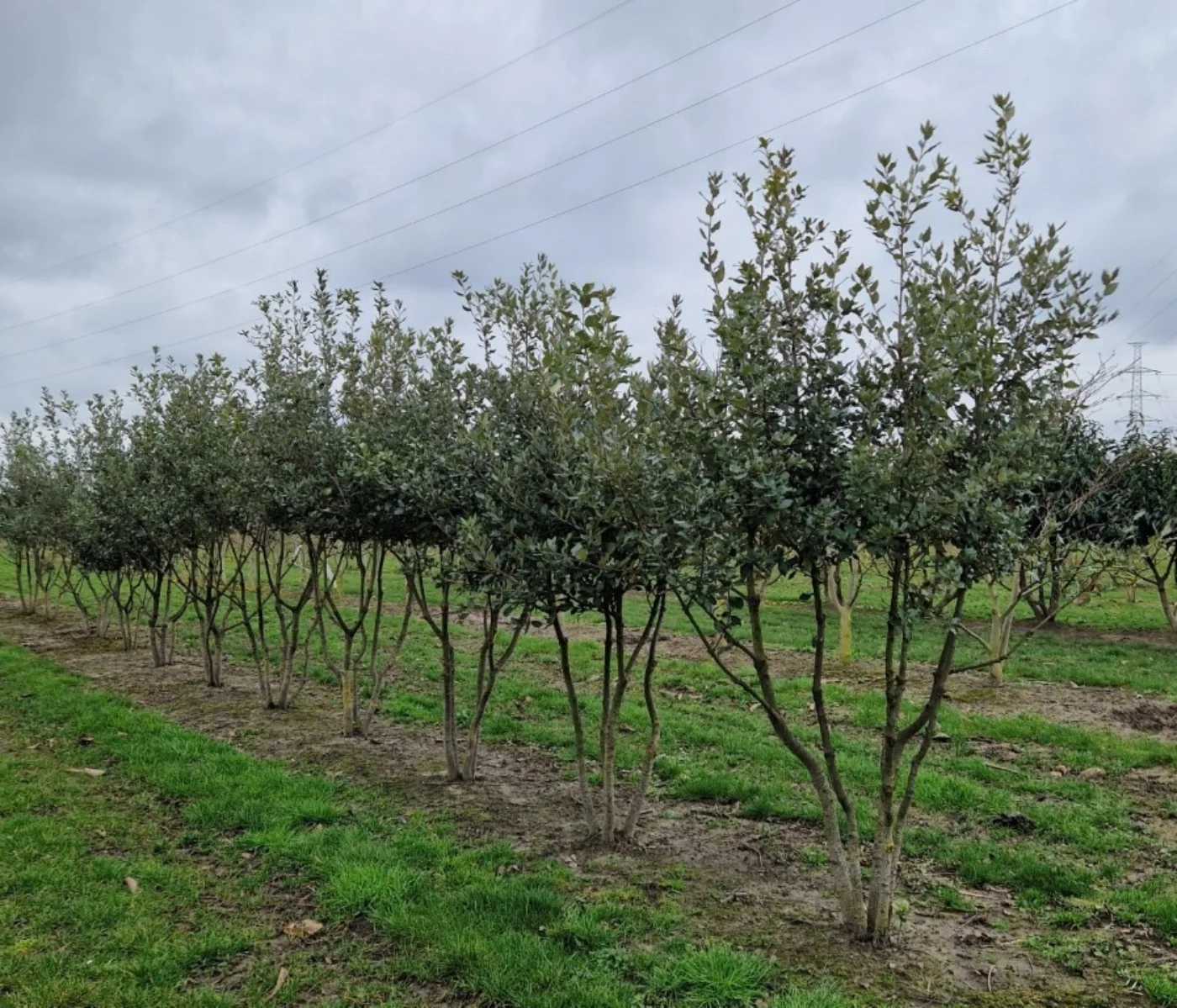Quercus ilex Meerstammige Bomen Boomkwekerij Joos Waregem 1