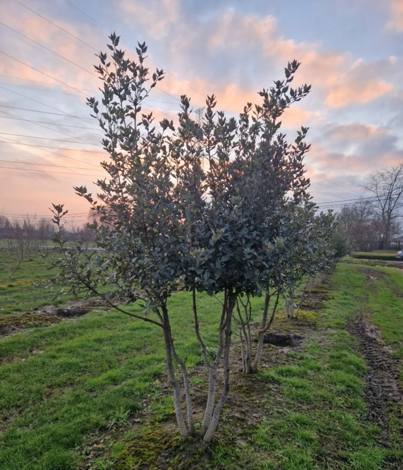 Quercus ilex Meerstammige Bomen Boomkwekerij Joos Waregem 2