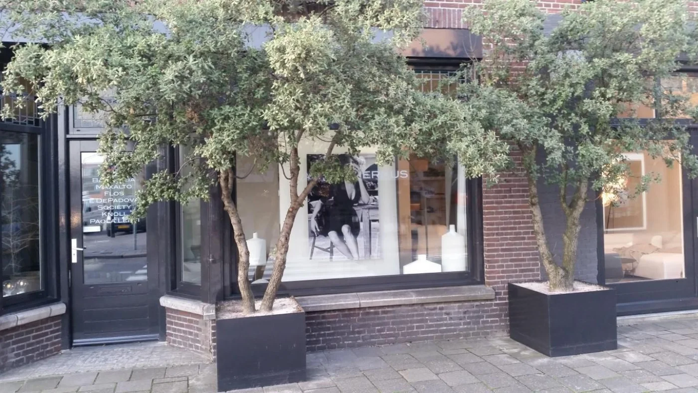 Quercus ilex Meerstammige Bomen Boomkwekerij Joos Waregem 3