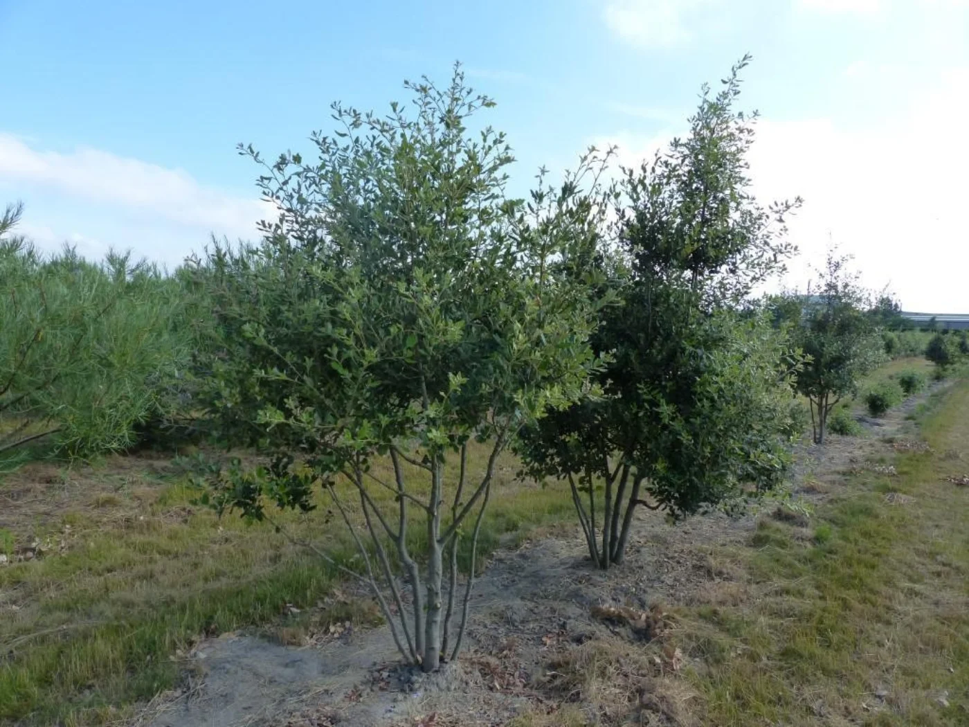 Quercus ilex Meerstammige Bomen Boomkwekerij Joos Waregem 4
