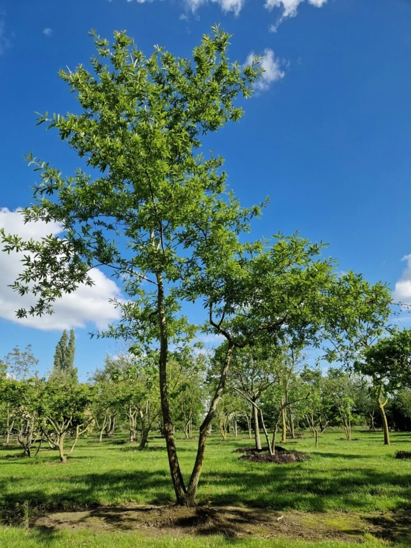 Quercus nigra Meerstammige Bomen Boomkwekerij Joos Waregem 1