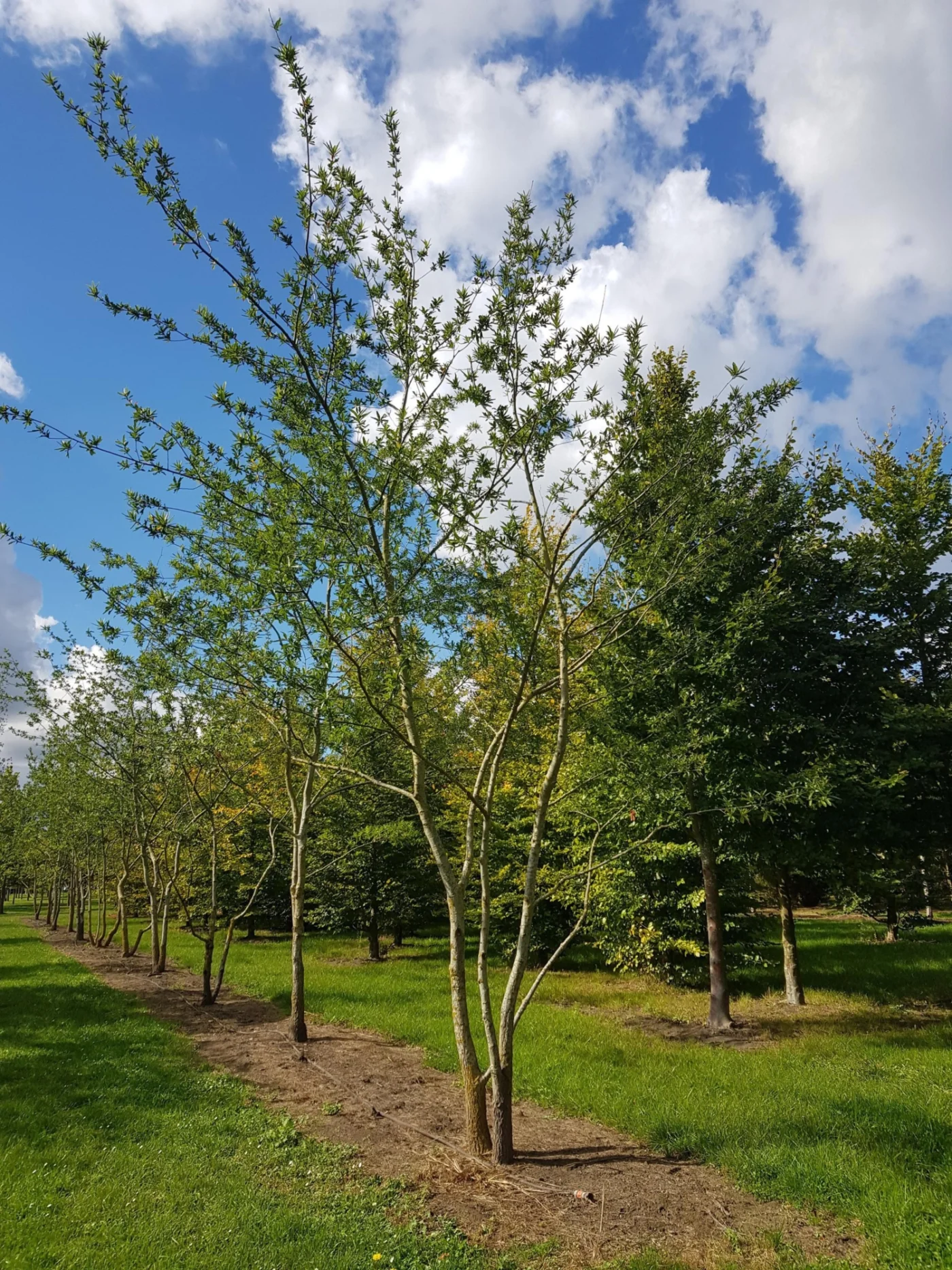 Quercus nigra Meerstammige Bomen Boomkwekerij Joos Waregem 2