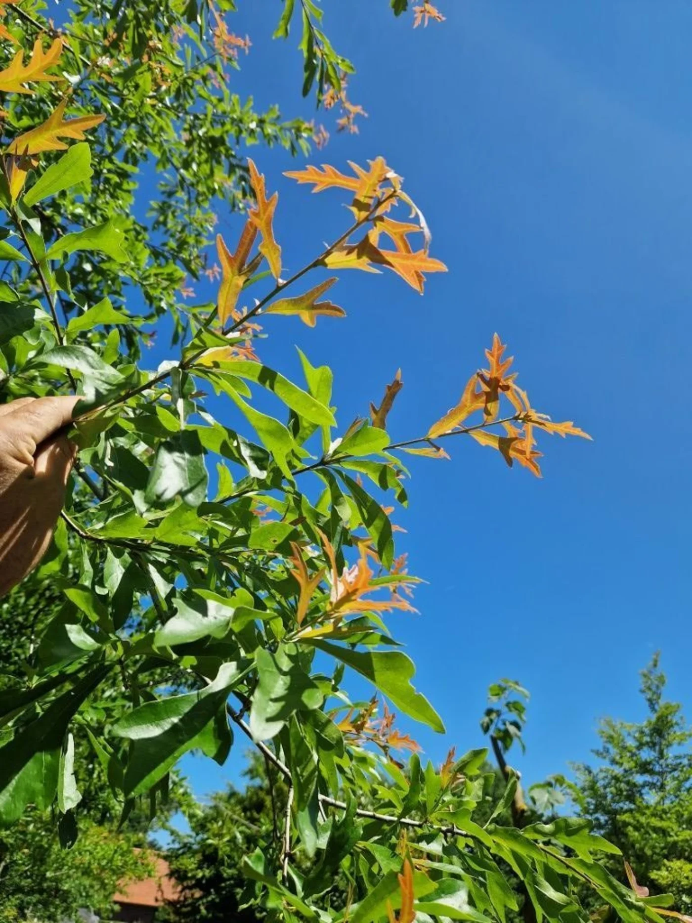 Quercus nigra Meerstammige Bomen Boomkwekerij Joos Waregem 3