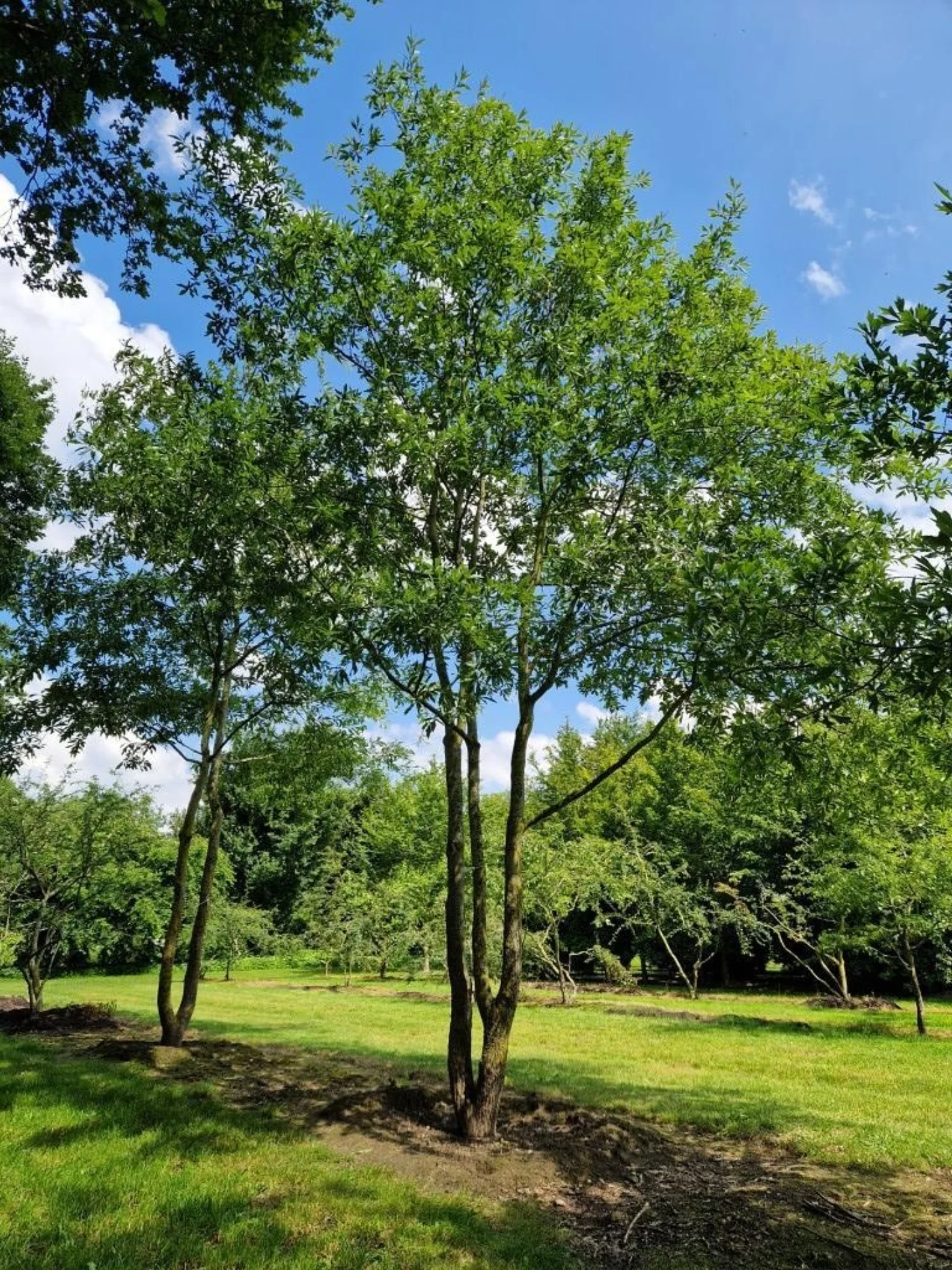 Quercus nigra Meerstammige Bomen Boomkwekerij Joos Waregem 4