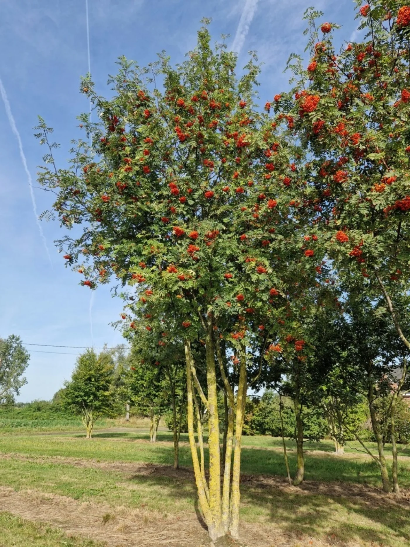 Sorbus aucuparia Meerstammige Bomen Boomkwekerij Joos Waregem 1