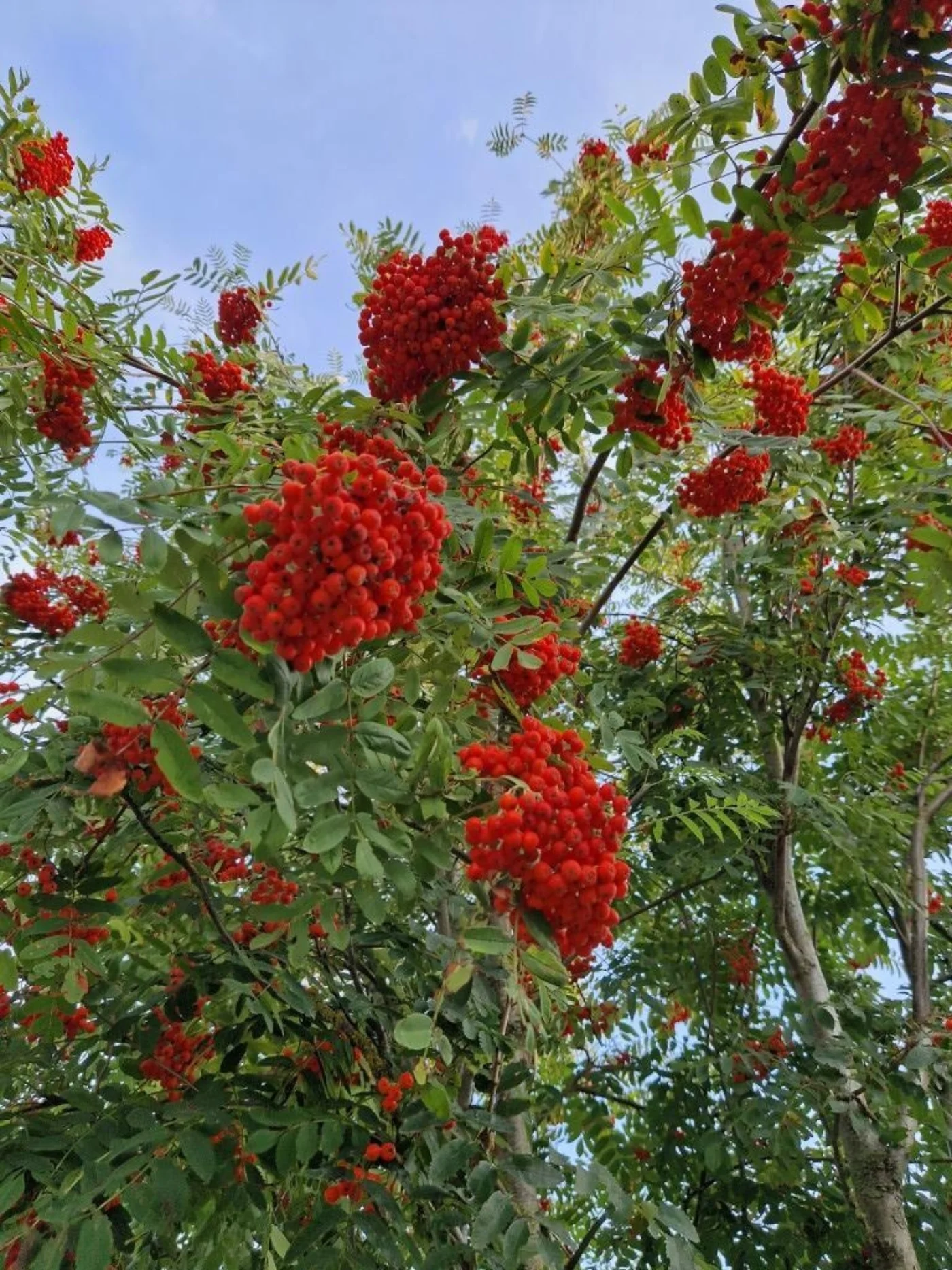 Sorbus aucuparia Meerstammige Bomen Boomkwekerij Joos Waregem 2