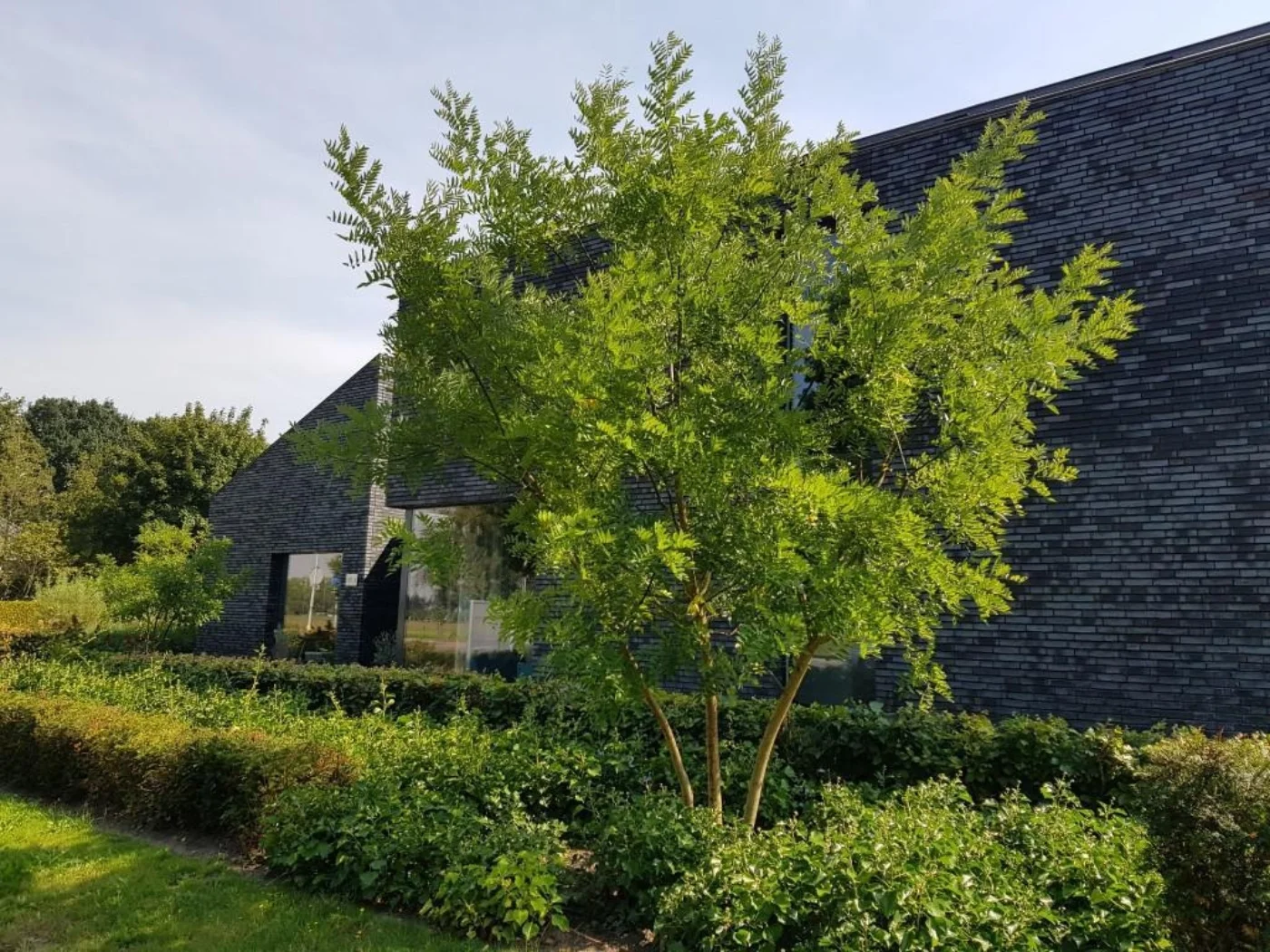 Styphnolobium japonicum Meerstammige Bomen Boomkwekerij Joos Waregem 3