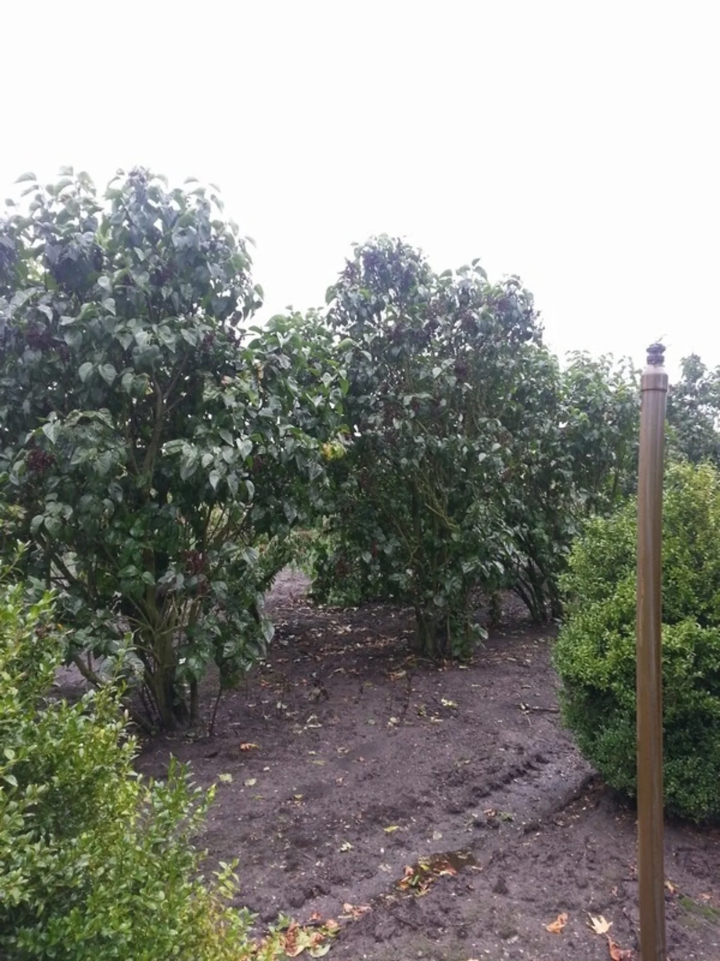 Syringa vulgaris Meerstammige Bomen Boomkwekerij Joos Waregem 2