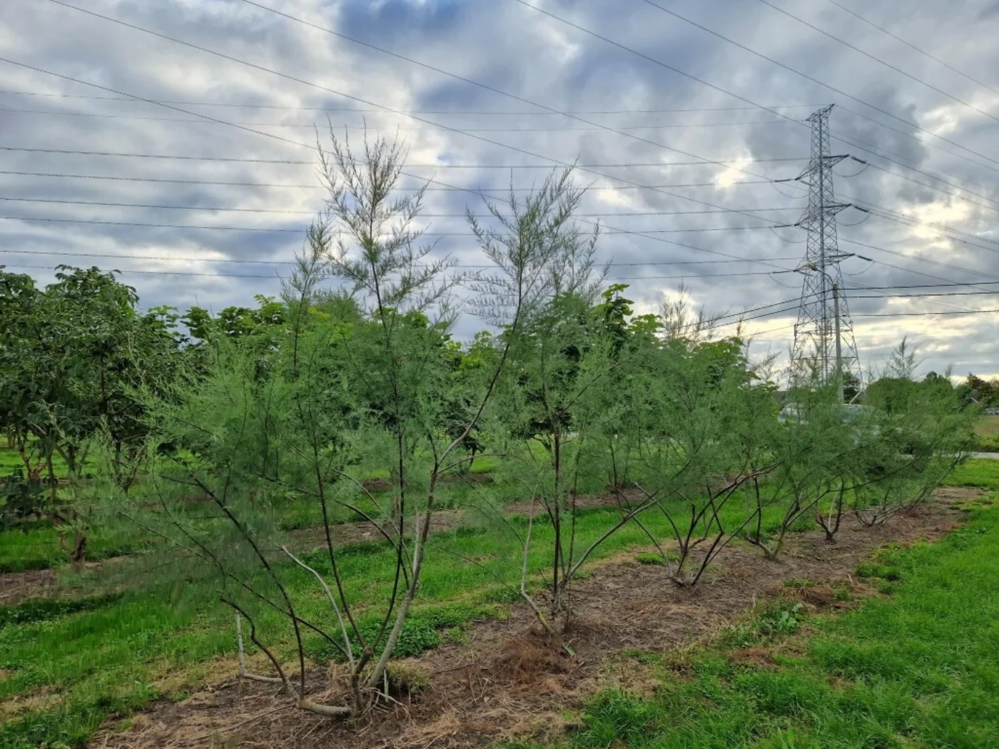 Tamarix tetrandra Meerstammige Bomen Boomkwekerij Joos Waregem 1