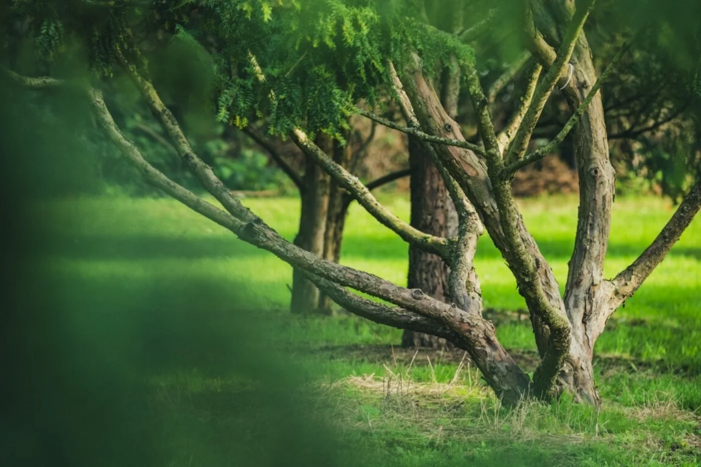 Taxus baccata Meerstammige Bomen Boomkwekerij Joos Waregem 3