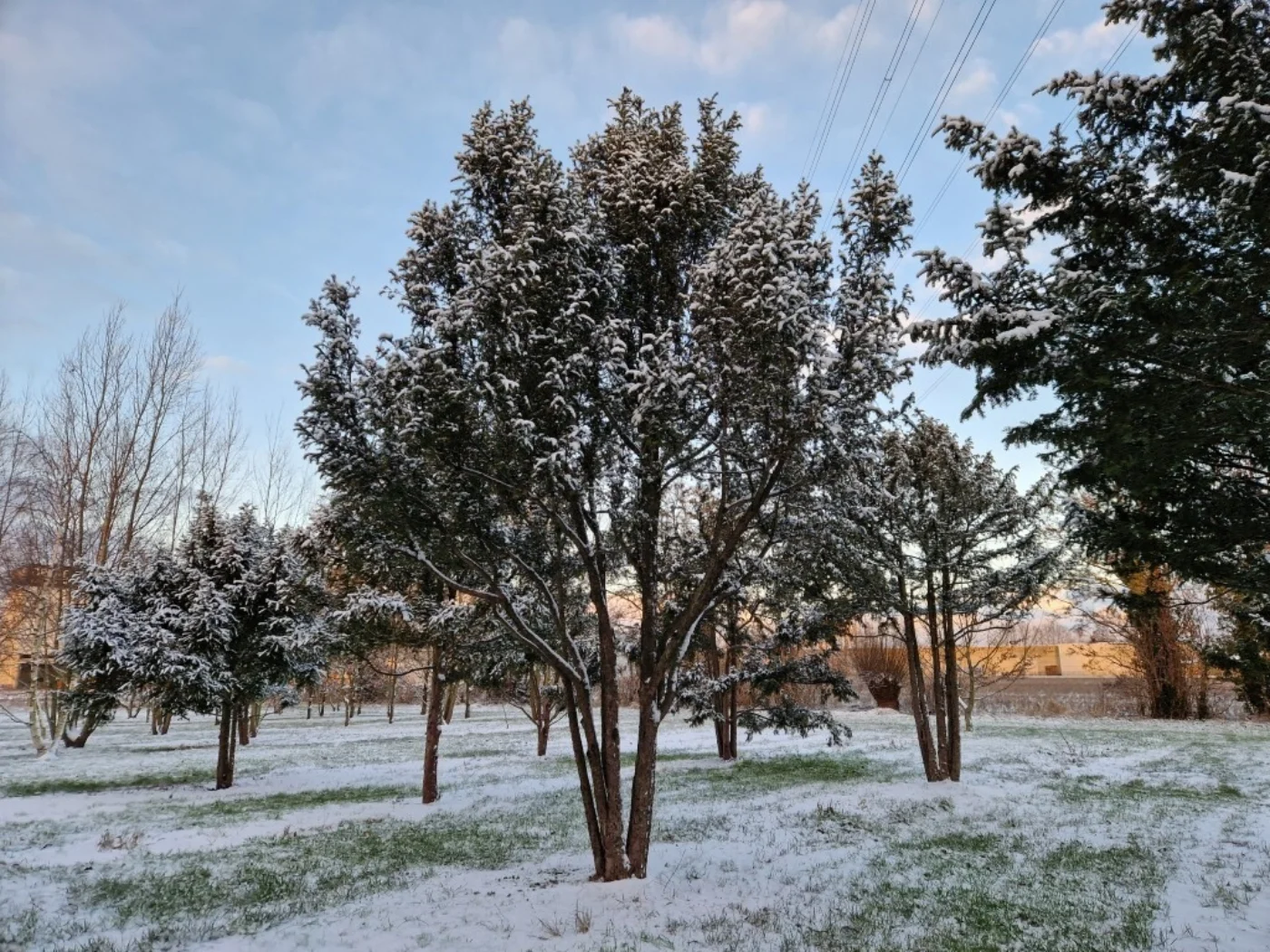 Taxus baccata Meerstammige Bomen Boomkwekerij Joos Waregem 5