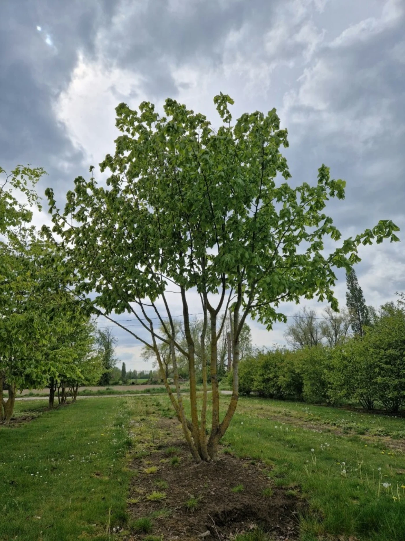 Tilia platyphyllos Meerstammige Bomen Boomkwekerij Joos Waregem 2