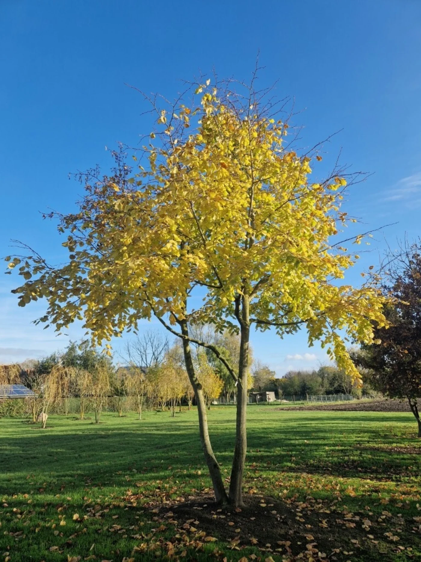 Tilia platyphyllos Meerstammige Bomen Boomkwekerij Joos Waregem 3