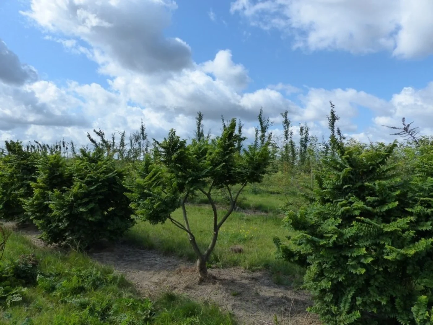 Ulmus minor Jacqueline Hillier Meerstammige Bomen Boomkwekerij Joos Waregem 4