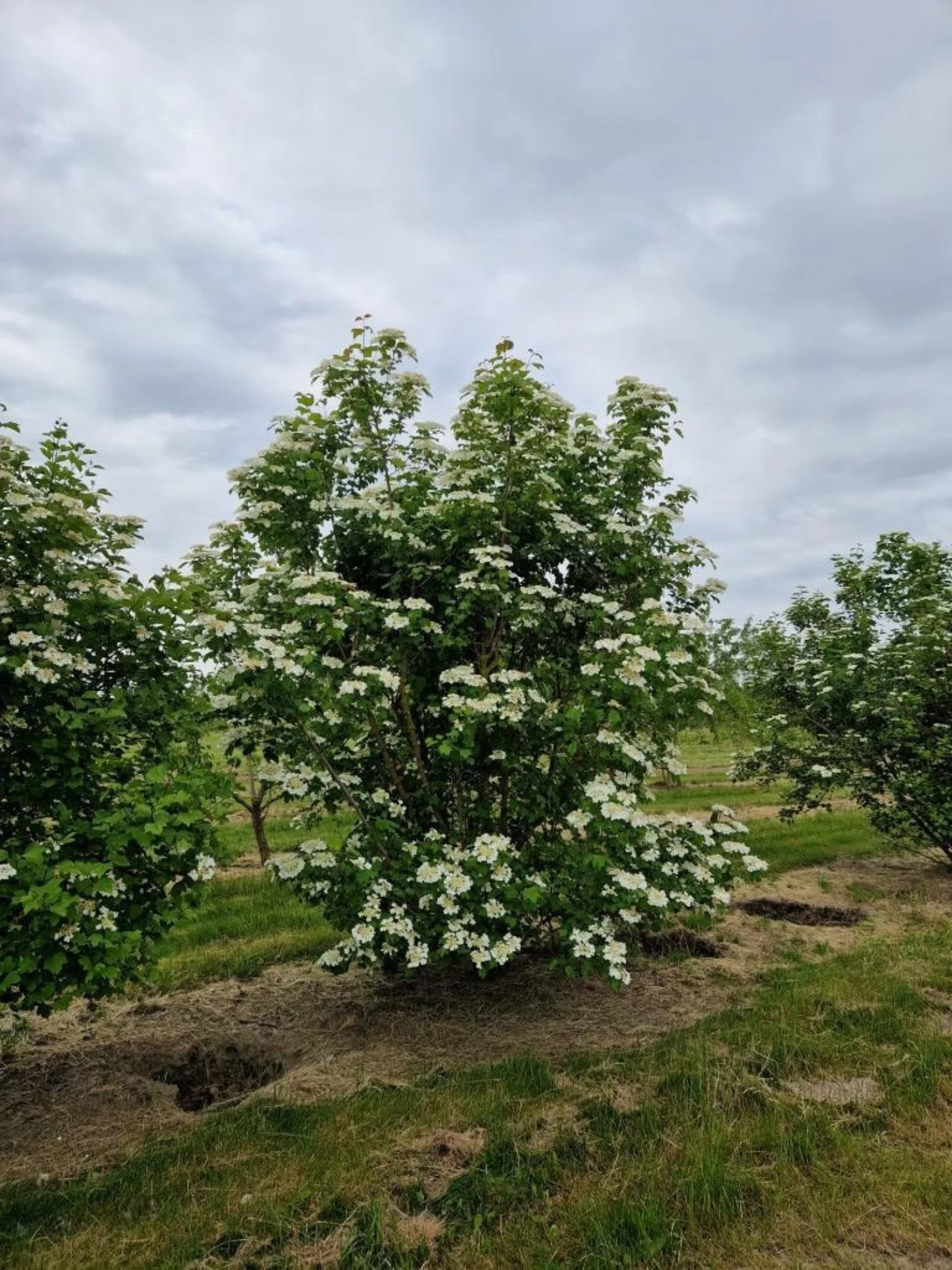 Viburnum opulus Meerstammige Bomen Boomkwekerij Joos Waregem 1