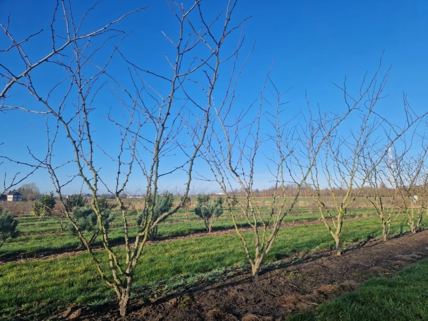 Zanthoxylum simulans Meerstammige Bomen Boomkwekerij Joos Waregem 1