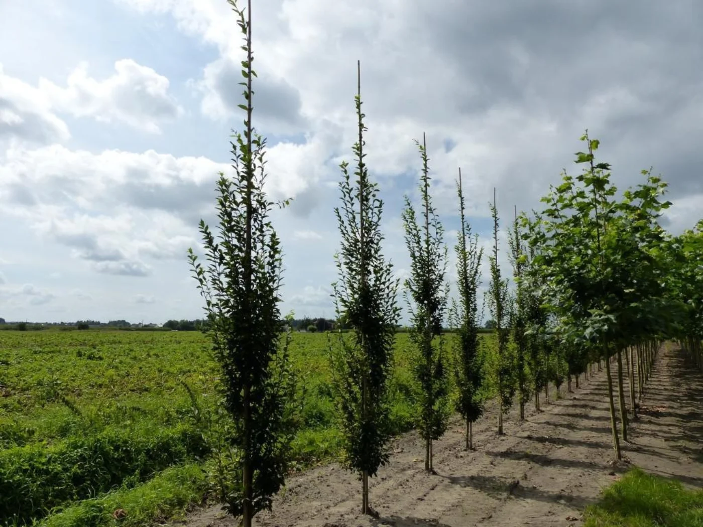 Carpinus betulus fastigiata Meerstammige Bomen Boomkwekerij Joos Waregem 1