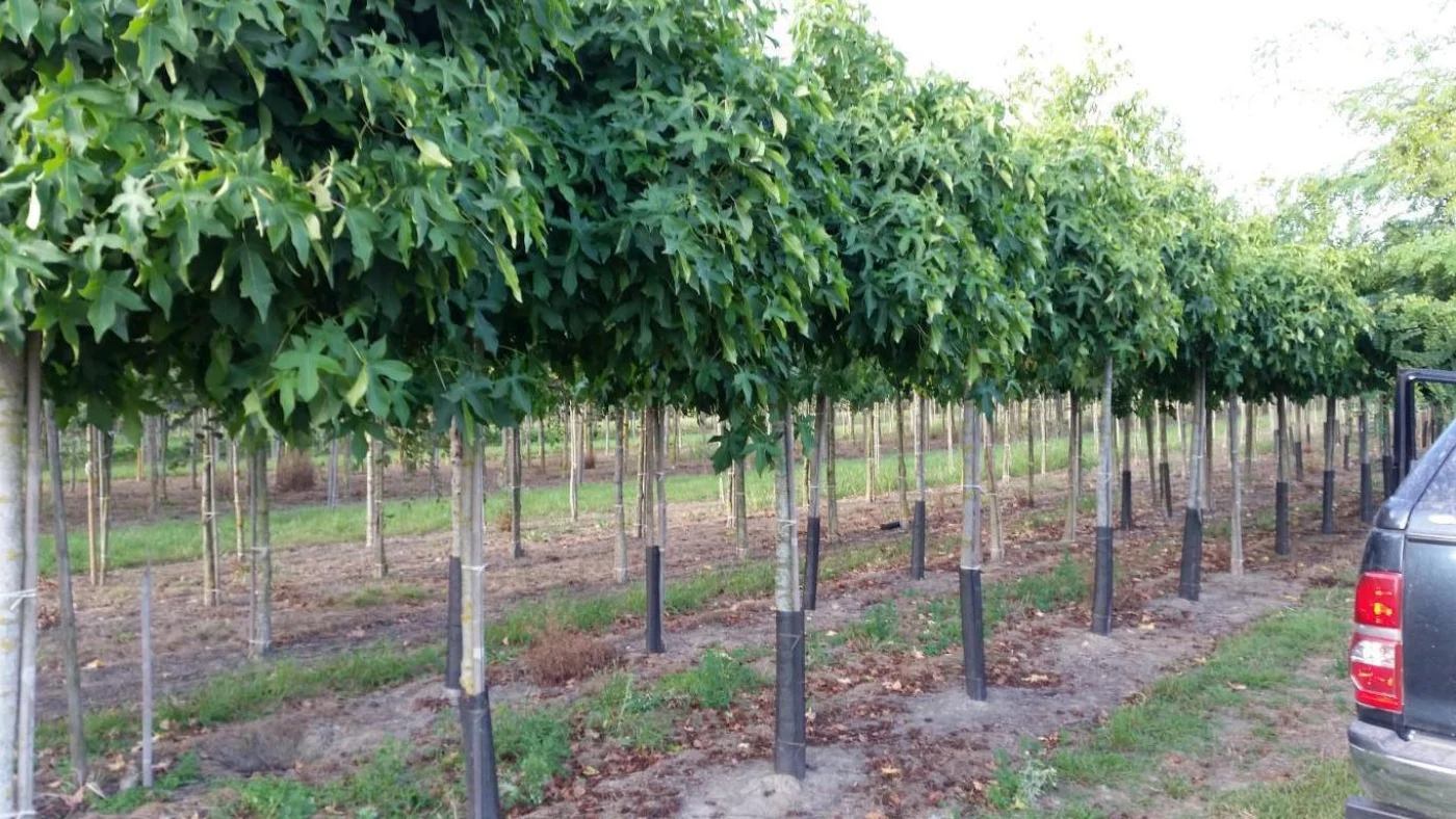 Liquidambar styraciflua Gumball Meerstammige Bomen Boomkwekerij Joos Waregem 1