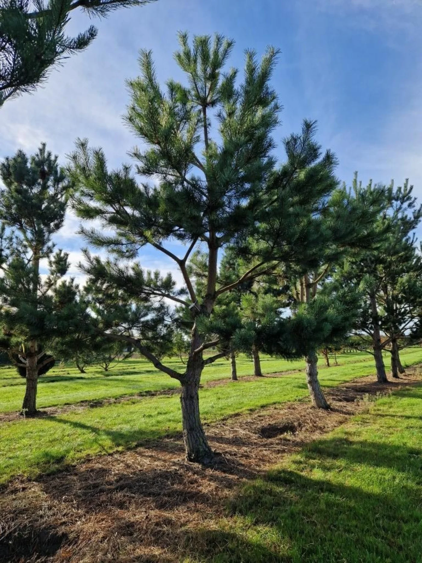 Pinus nigra Nigra Meerstammige Bomen Boomkwekerij Joos Waregem 1