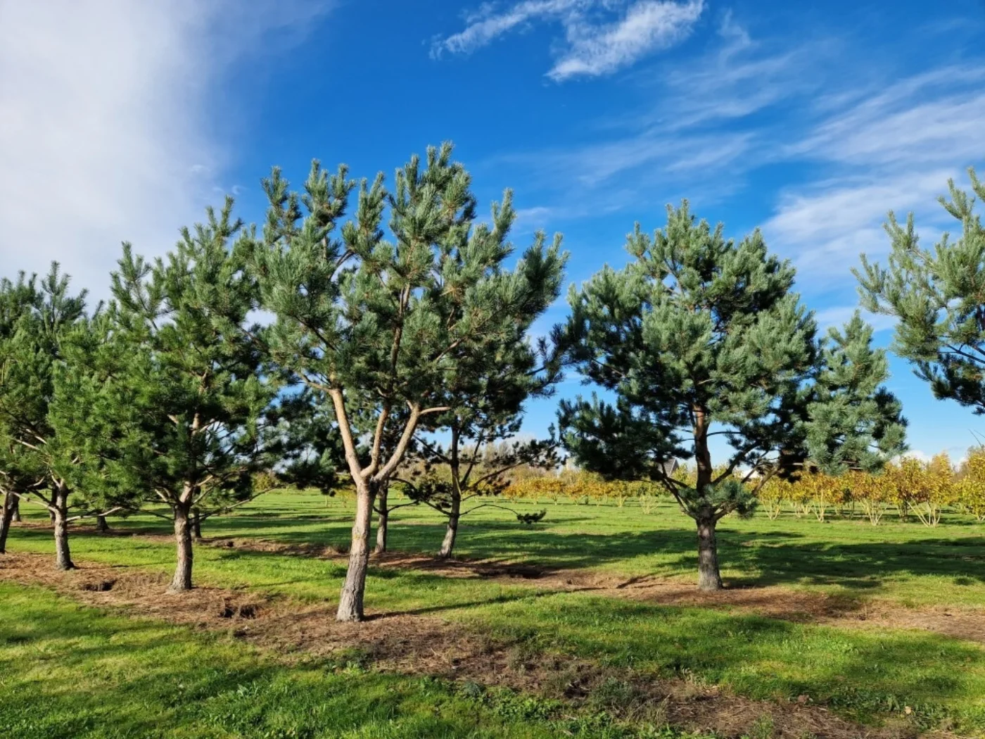 Pinus nigra Nigra Meerstammige Bomen Boomkwekerij Joos Waregem 2