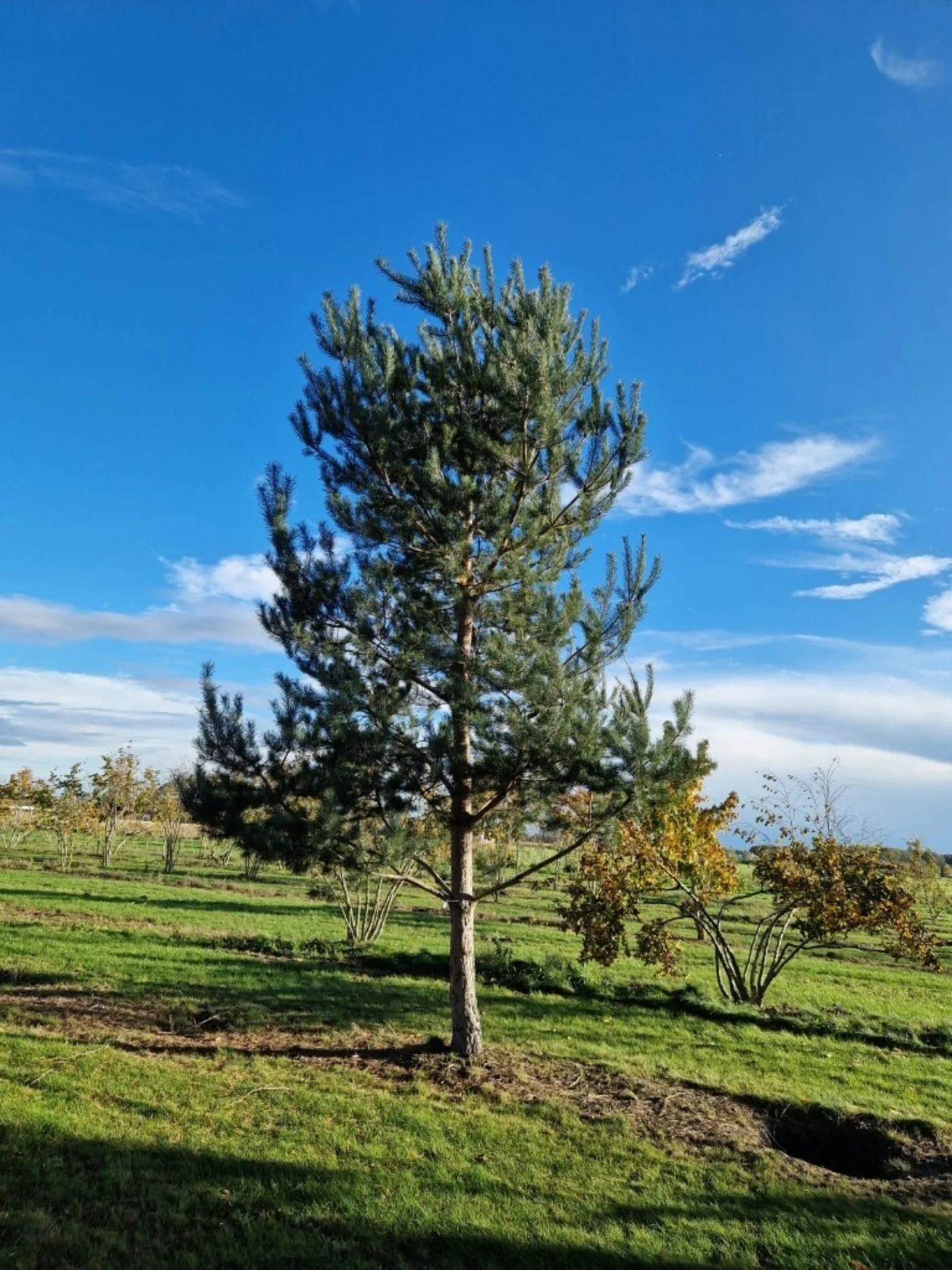 Pinus sylvestris Hoogstambomen Boomkwekerij Joos Waregem 1