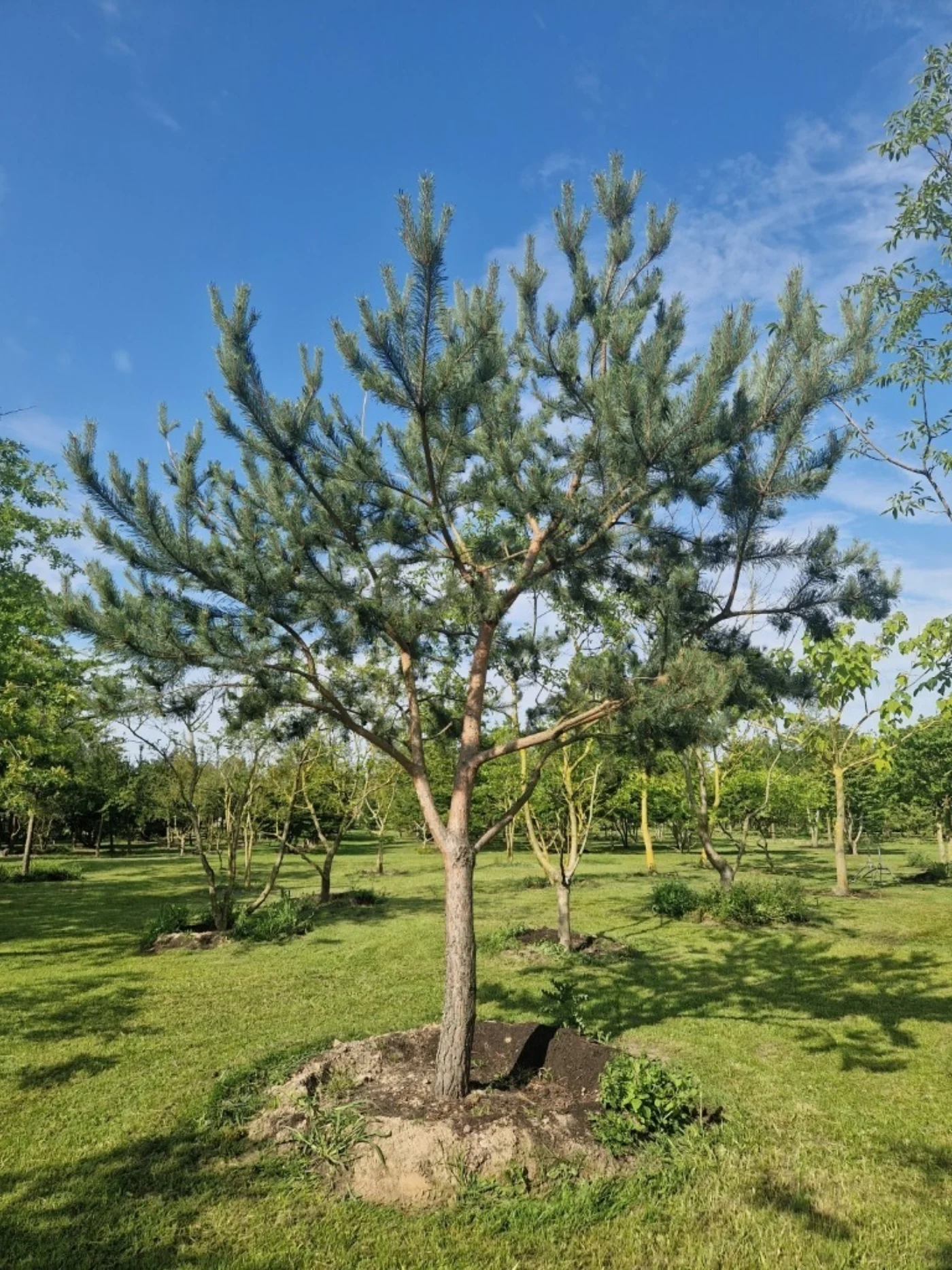 Pinus sylvestris Hoogstambomen Boomkwekerij Joos Waregem 2