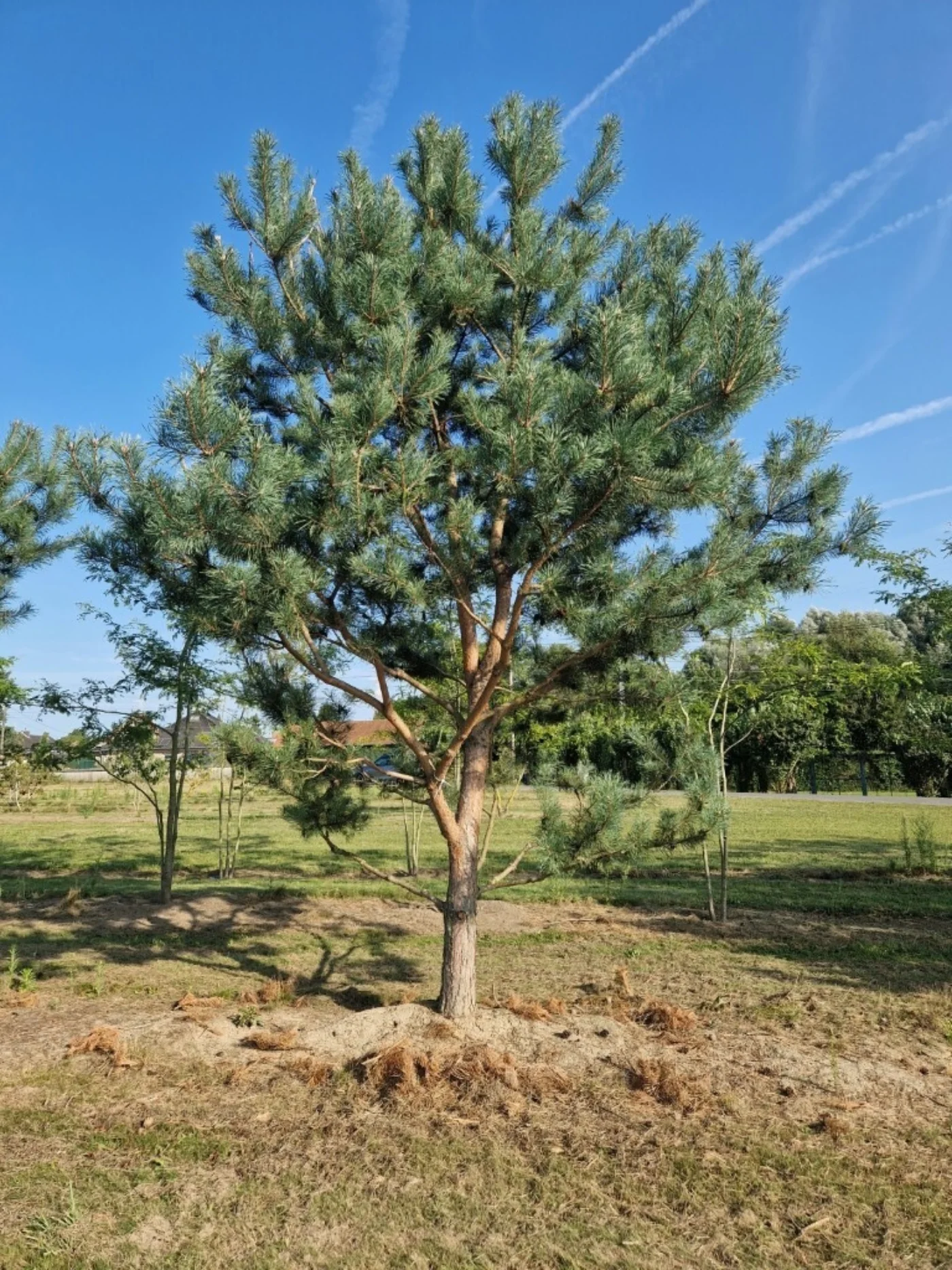 Pinus sylvestris Hoogstambomen Boomkwekerij Joos Waregem 3