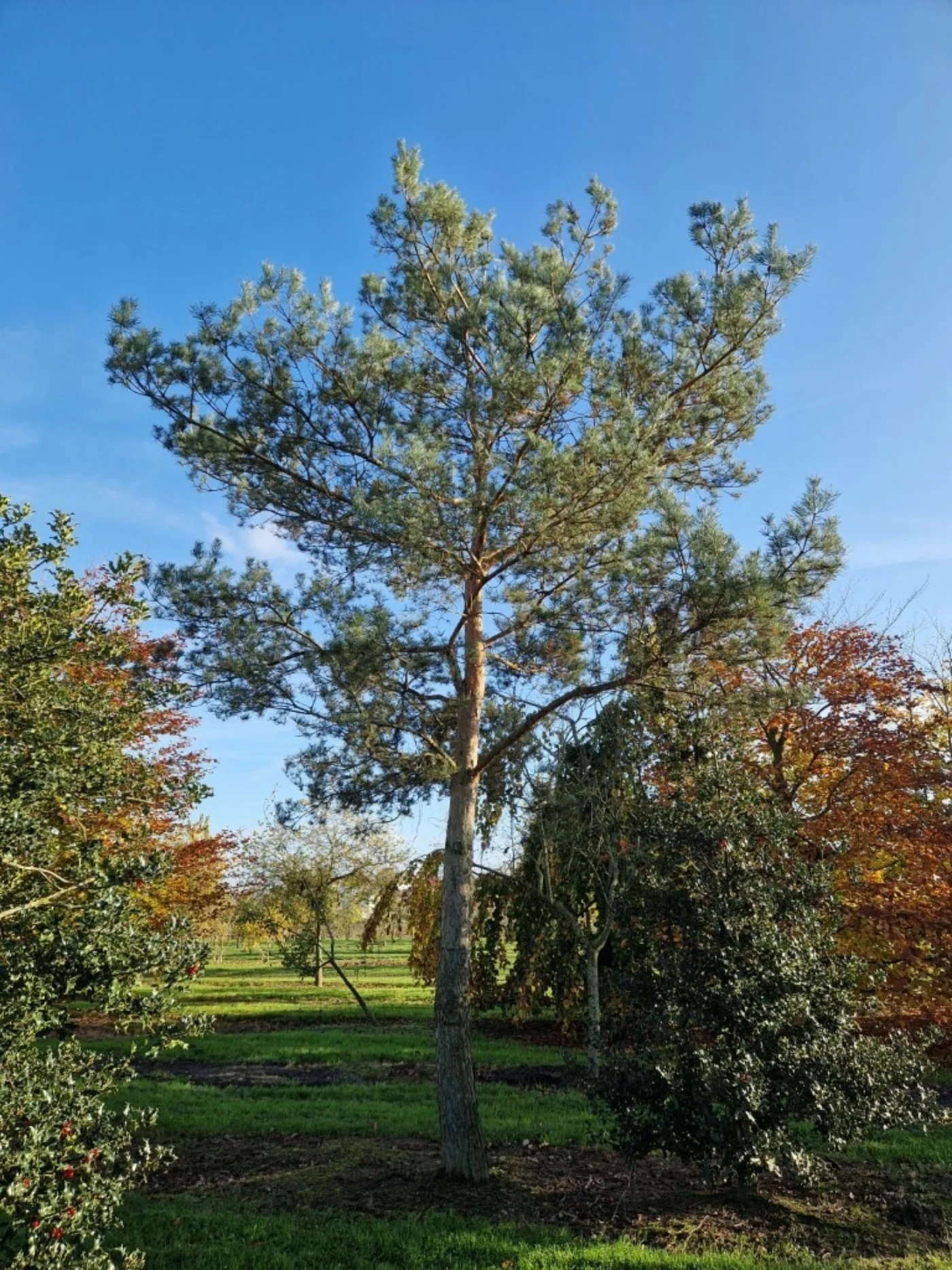 Pinus sylvestris Hoogstambomen Boomkwekerij Joos Waregem 4
