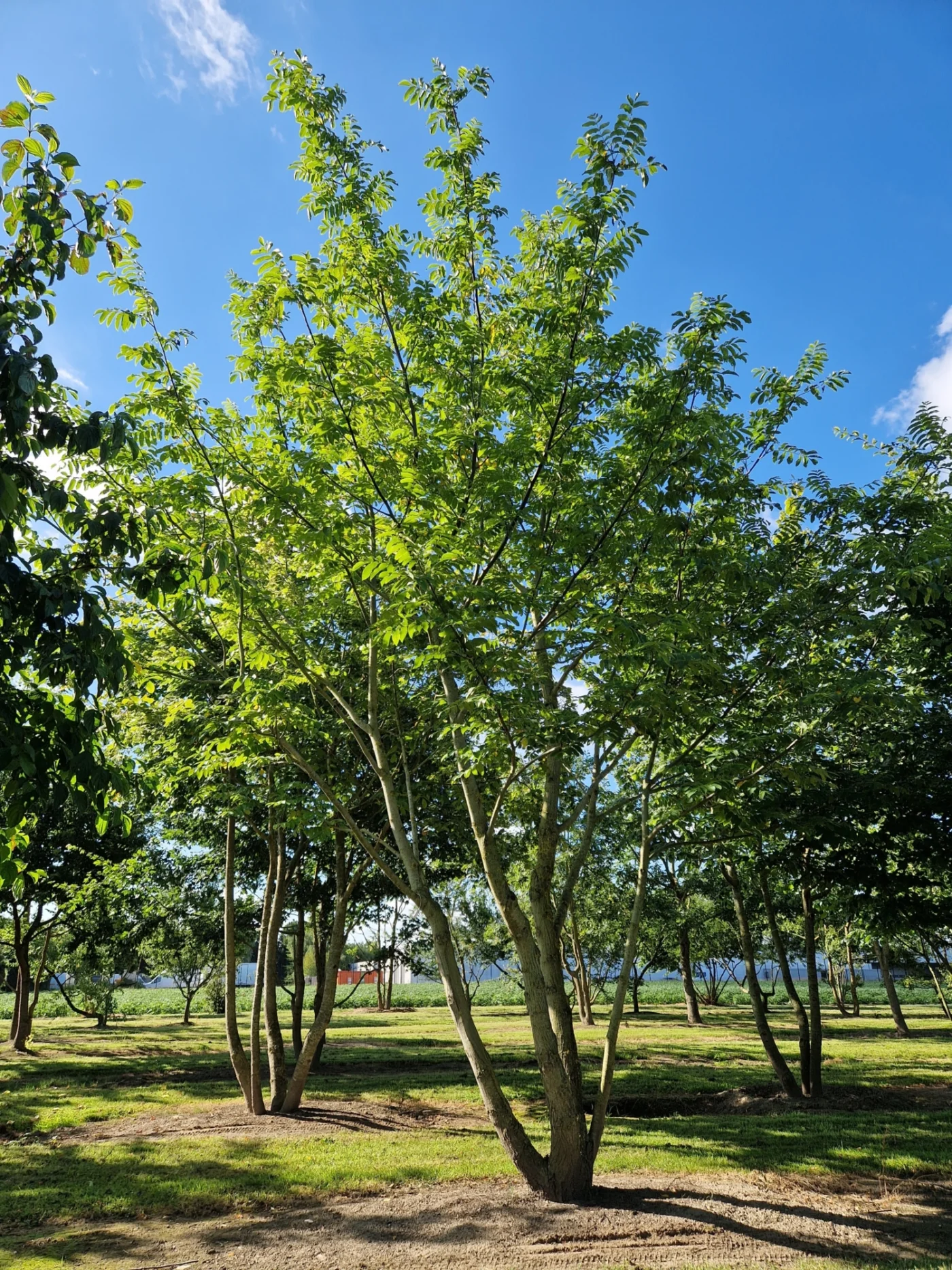 Pterocarya fraxinifolia Hoogstambomen Boomkwekerij Joos Waregem 1