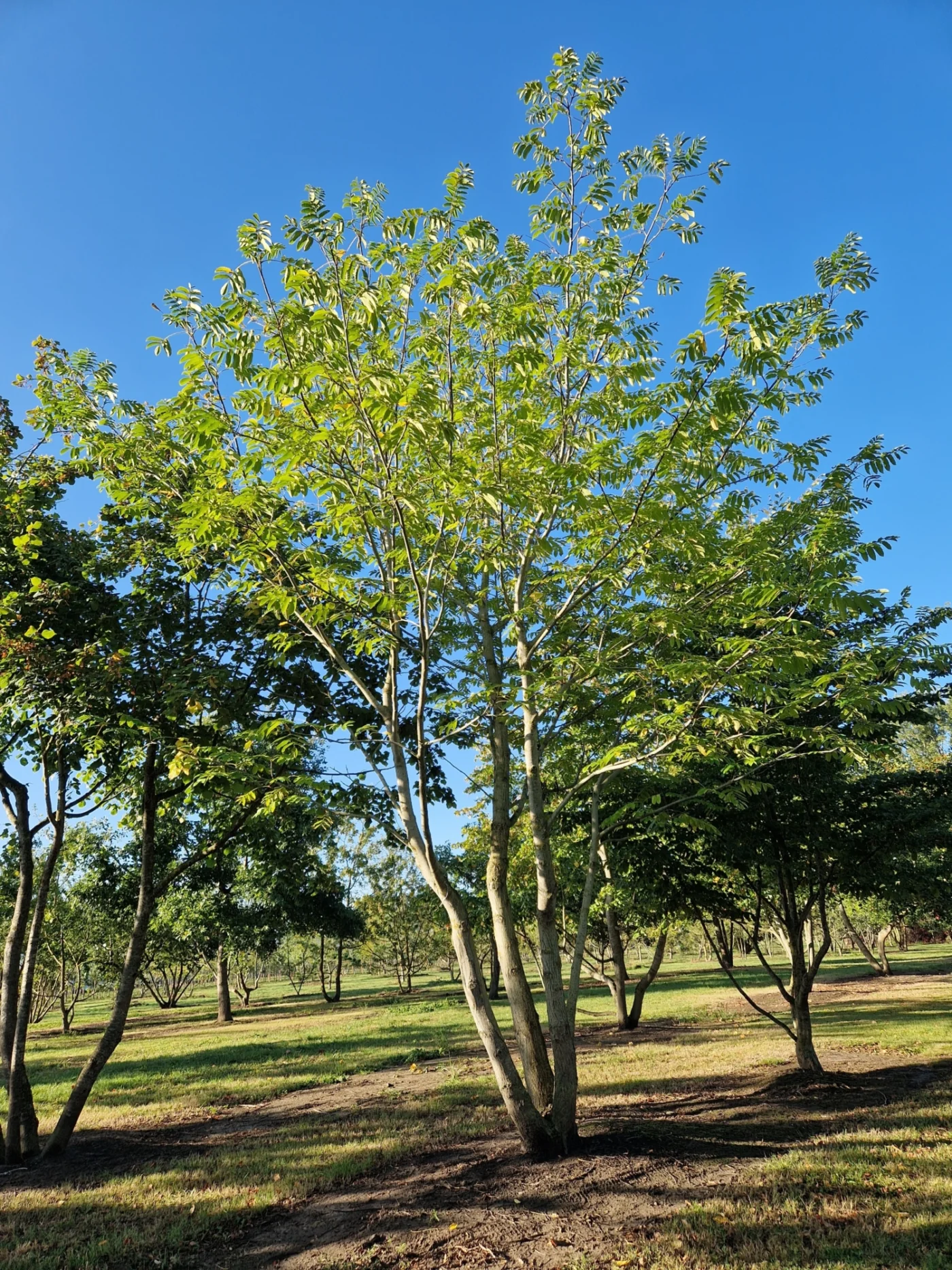 Pterocarya fraxinifolia Hoogstambomen Boomkwekerij Joos Waregem 2