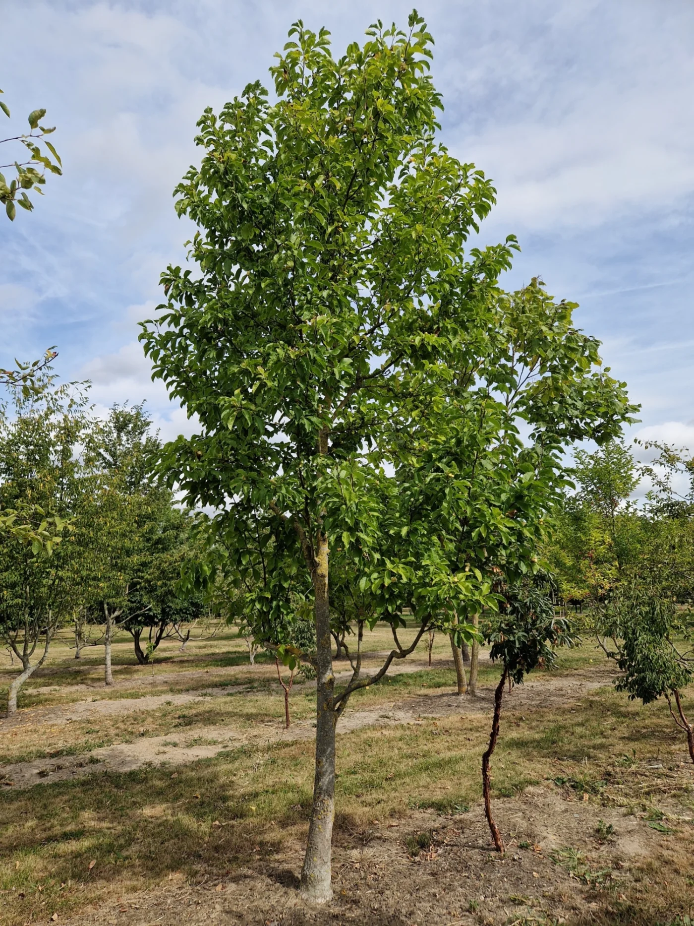 Magnolia kobus Hoogstambomen Boomkwekerij Joos Waregem 1