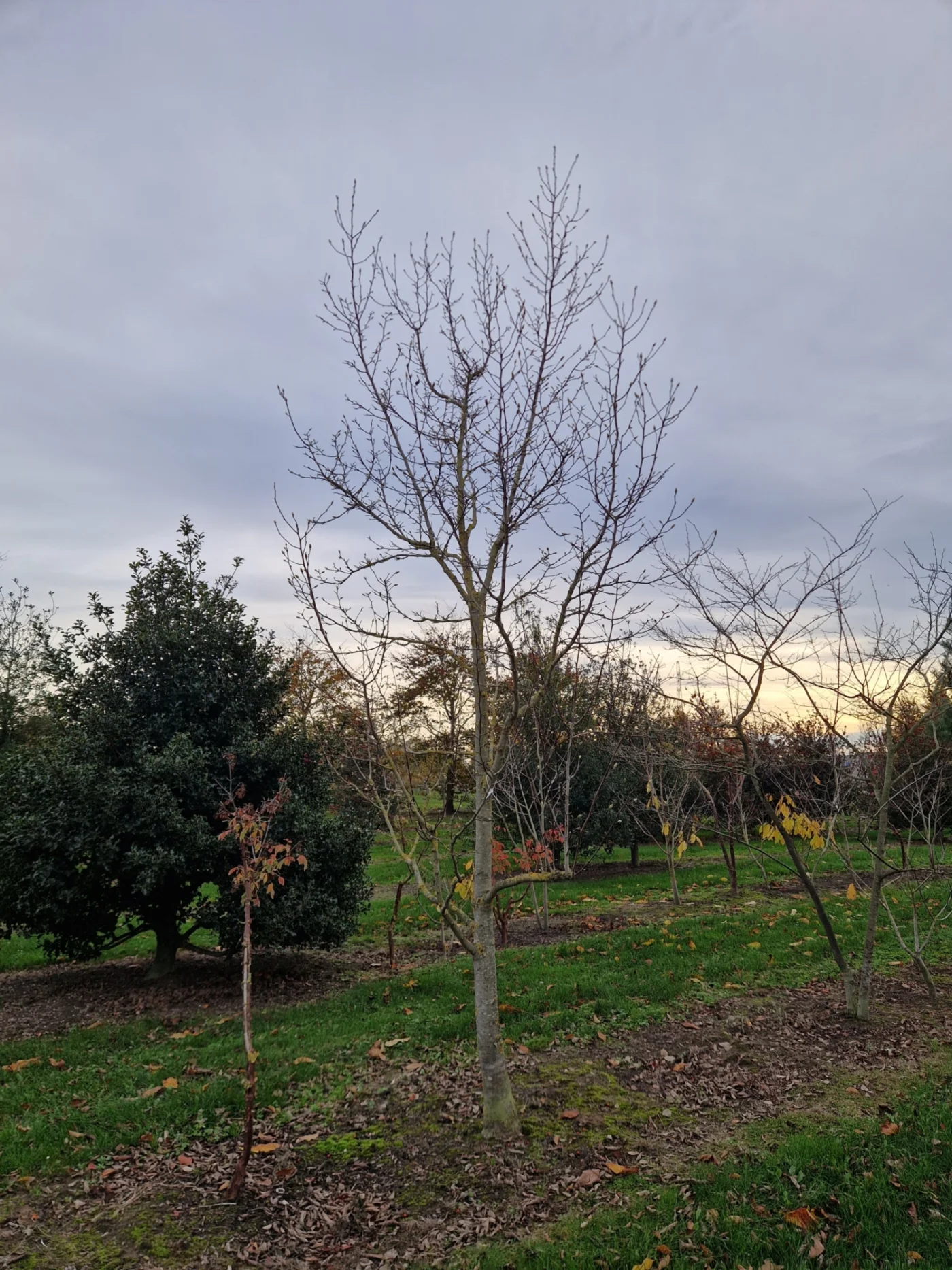 Magnolia kobus Hoogstambomen Boomkwekerij Joos Waregem 2