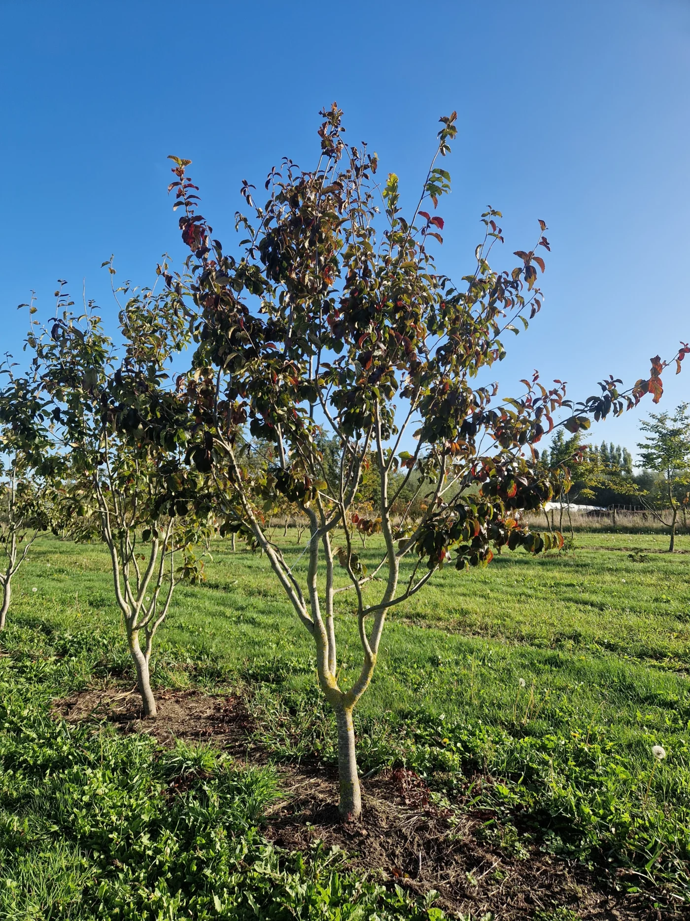Parrotia persica Persian spire Meerstammige Bomen Boomkwekerij Joos Waregem 1